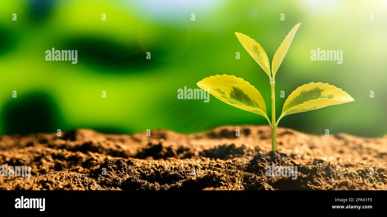 Pianta crescente, giorno della terra, concetto di protezione ambientale Foto Stock