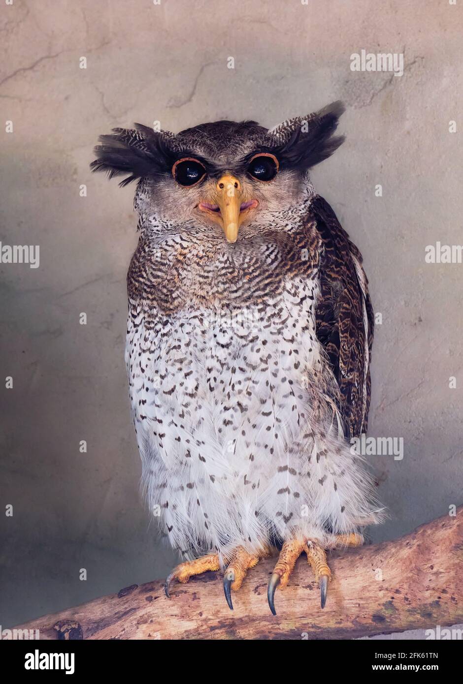 Funny owl ritratto guardando la fotocamera in bird park close up Foto Stock
