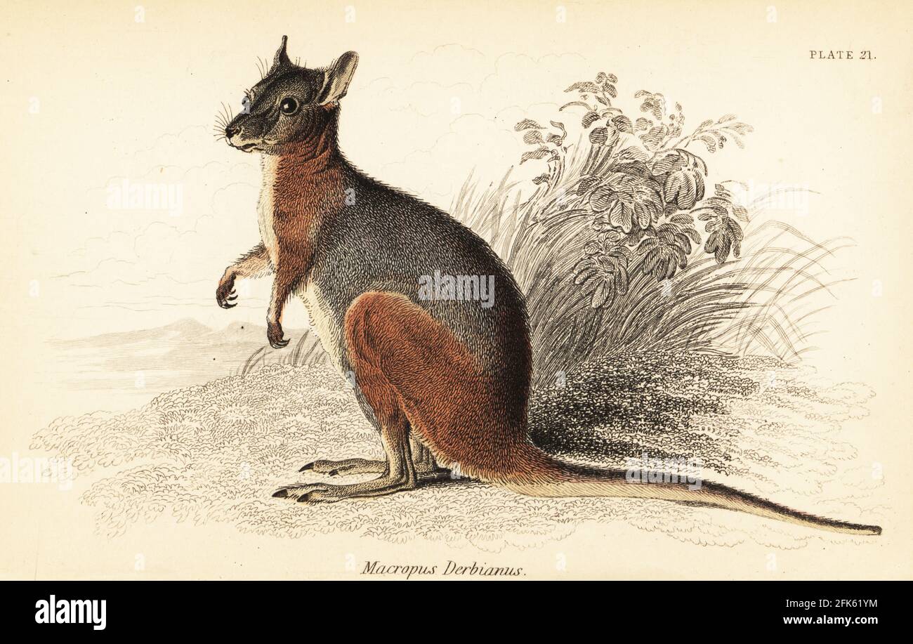 Tammar wallaby, Macropus eugenii o Notamacropus eugenii. Canguro di Lord Derby, Macropus derbianus. Incisione in acciaio colorato a mano di Lizars dopo un'illustrazione di George Robert Waterhouse dai suoi Marsupialia o pouched Animals, Volume XI della Naturalist’s Library, W. H. Lizars, Edimburgo, 1841. Waterhouse (1810-1888) fu curatore presso il museo della Zoological Society of London. Foto Stock