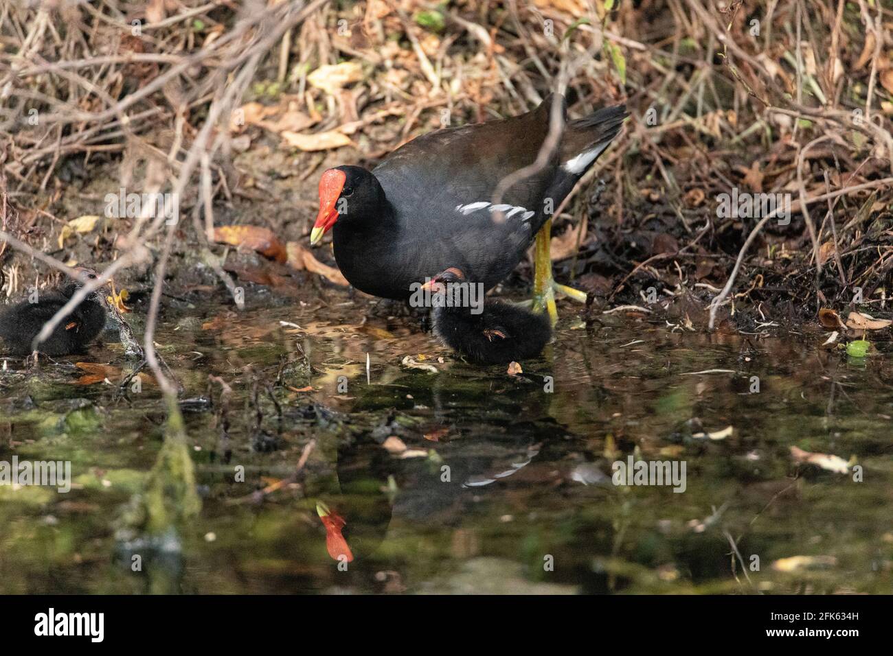 Giovane gallinule comune pulcino Gallinula galeata mendia la madre per il cibo in una palude di Napoli, Florida. Foto Stock