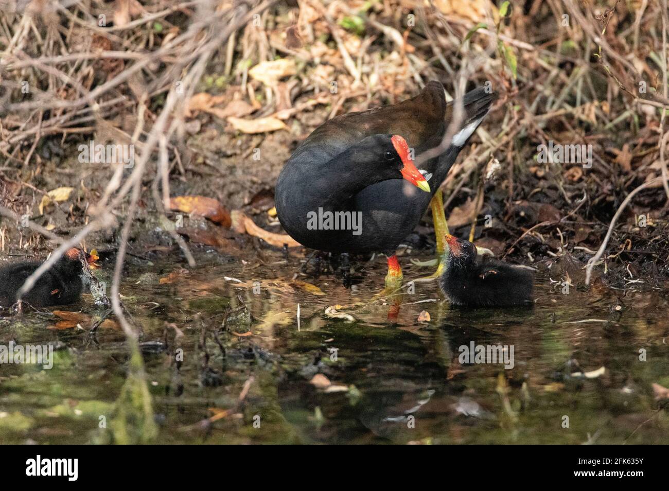 Giovane gallinule comune pulcino Gallinula galeata mendia la madre per il cibo in una palude di Napoli, Florida. Foto Stock