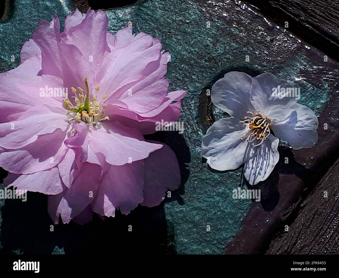 Confronto dei fiori di ciliegio tra i fiori singoli e doppi Foto stock -  Alamy