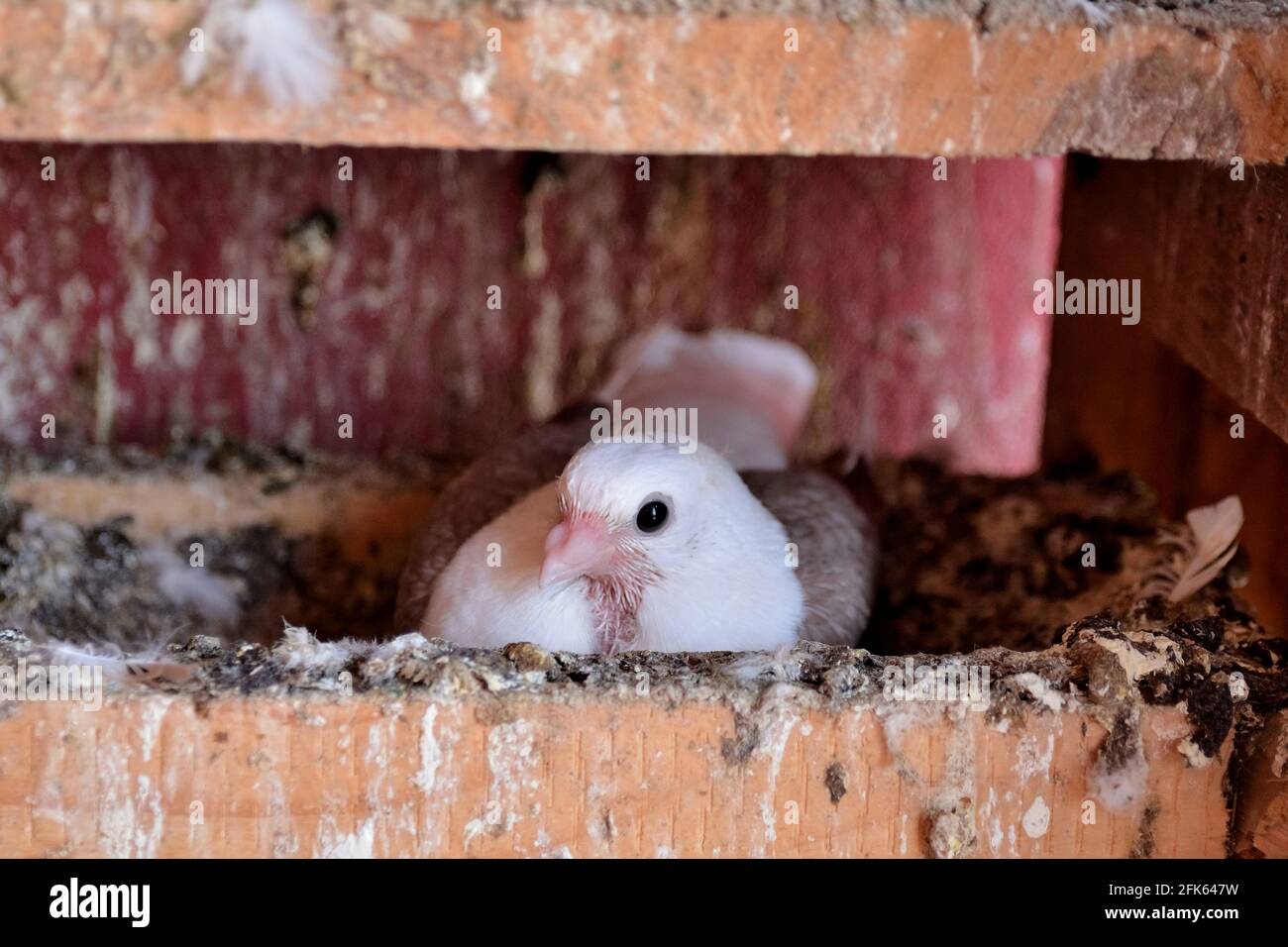 Piccione molto giovane della razza Djulija seduto in un nido in una gabbia e guardando in macchina fotografica Foto Stock