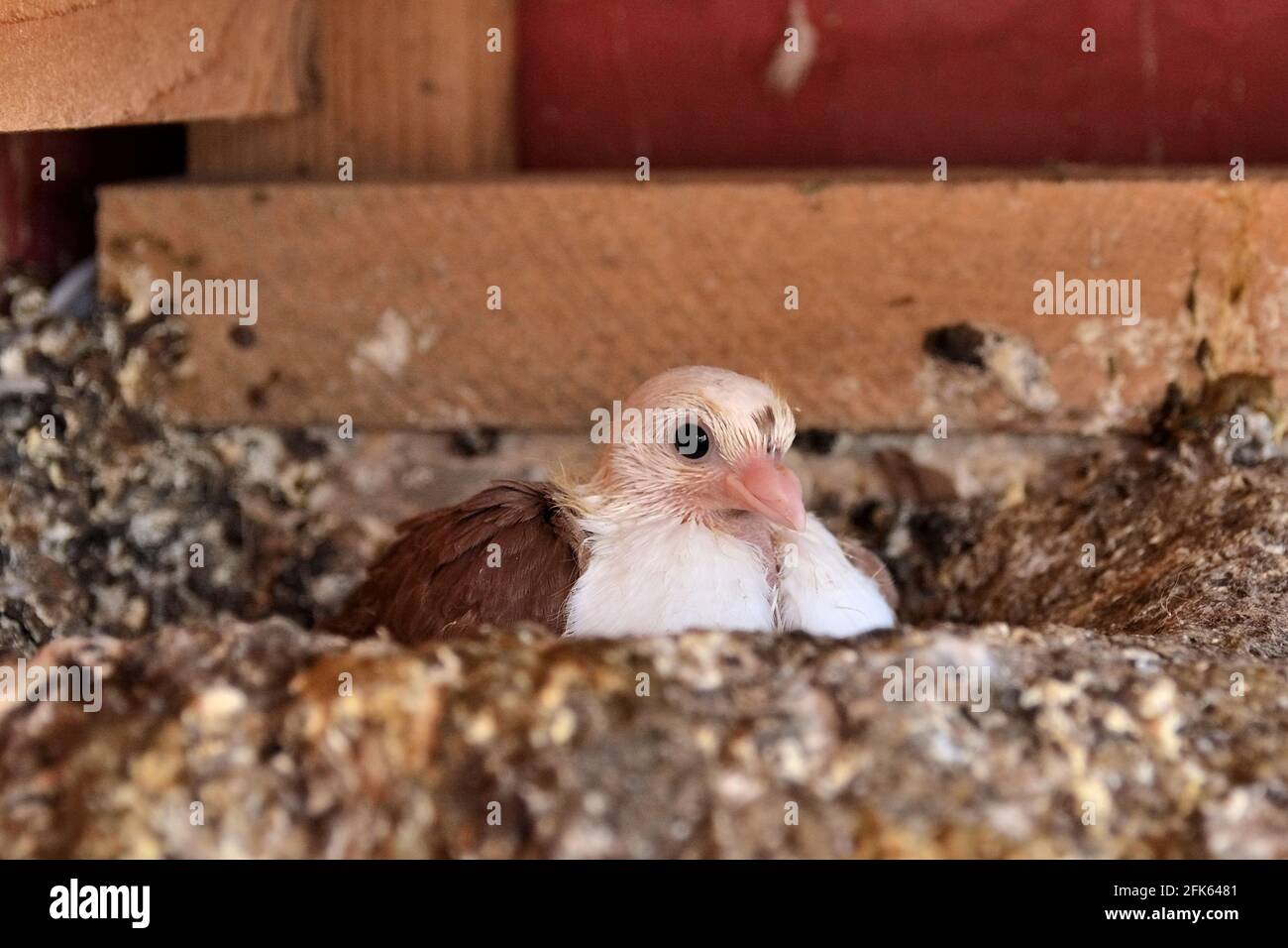 Piccione molto giovane della razza Djulija seduto in un nido in una gabbia e guardando in macchina fotografica Foto Stock