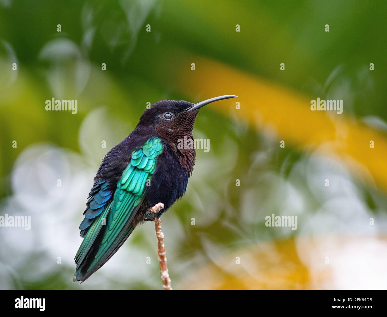 Hummingbird, il più piccolo uccello del mondo Foto Stock