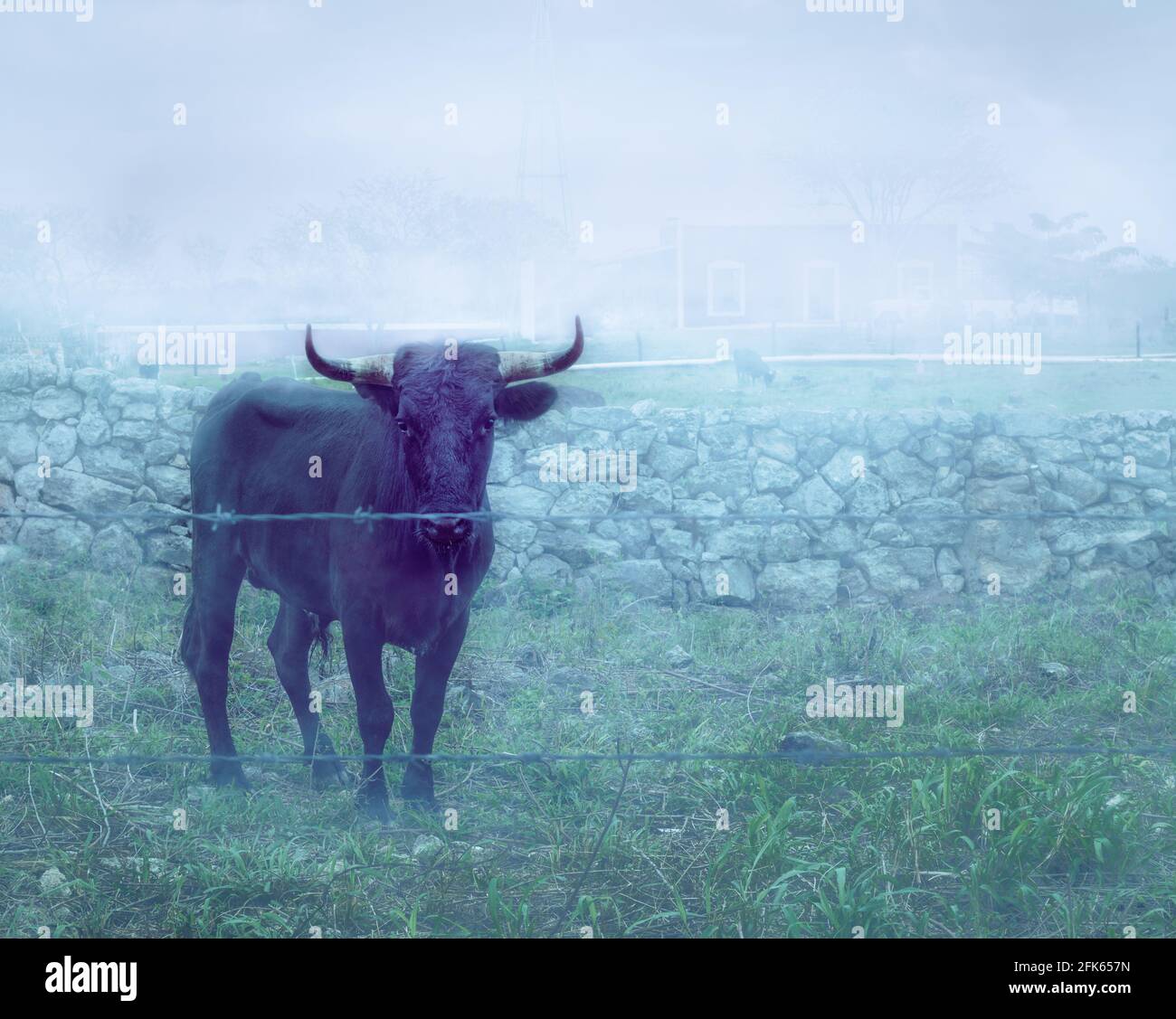 Spagnolo Fighting Bull da una fattoria di allevamento a Yucatan, Messico. Foto Stock