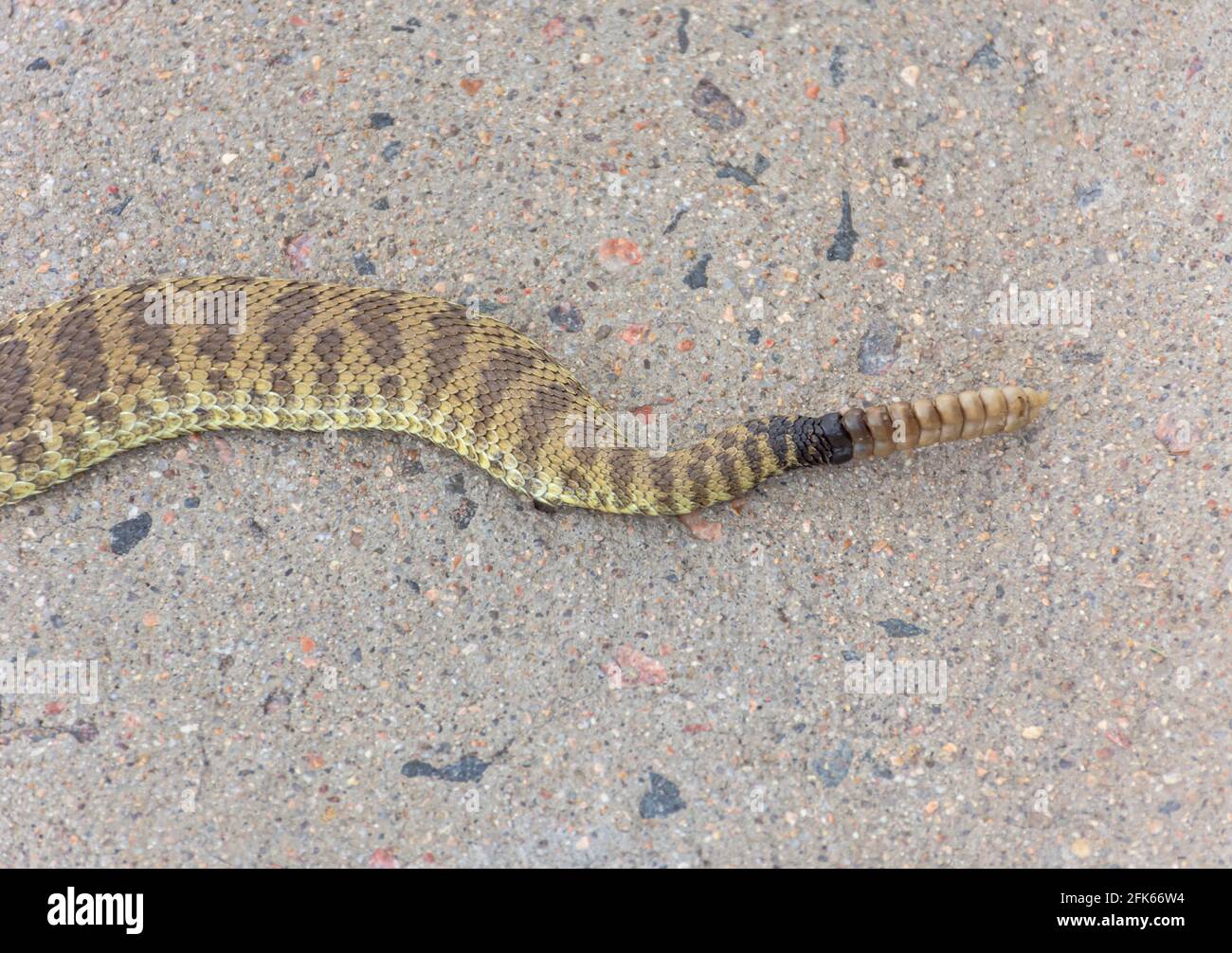 Primo piano dettaglio della coda di Prairie Rattlesnake (Crotalus viridis) che mostra sonaglino, scale e colorazione, Castle Rock Colorado USA. Foto scattata nel mese di agosto. Foto Stock