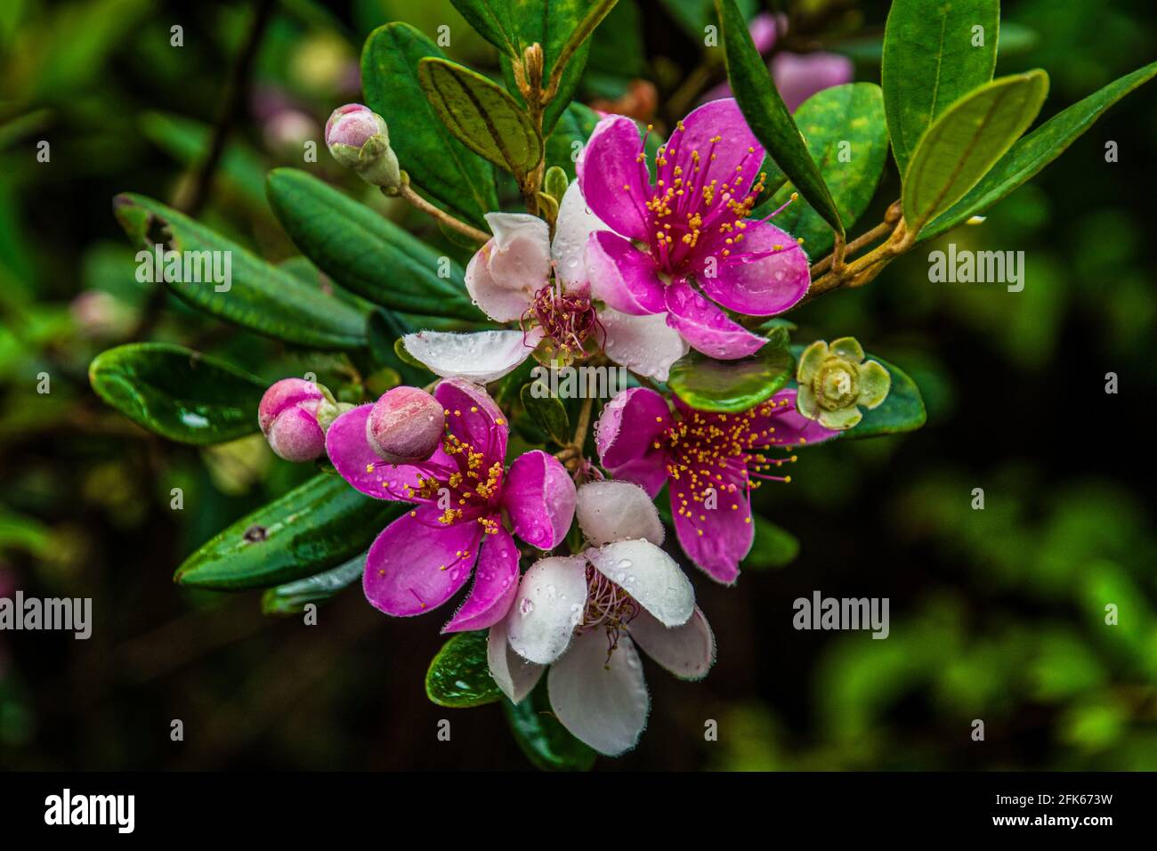 Fiore Myrtle in fiore primo piano in estate Foto Stock