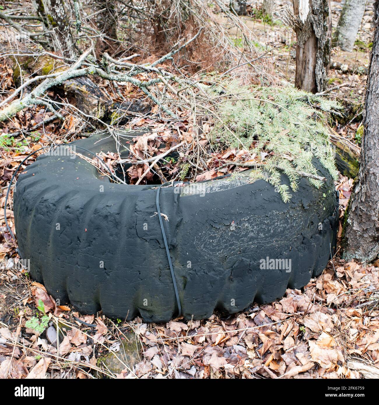 Pneumatici del trattore o del carrello usati usurati lasciati indietro in La foresta vicino a una vecchia operazione di disboscamento nel Adirondack Montagne selvagge Foto Stock