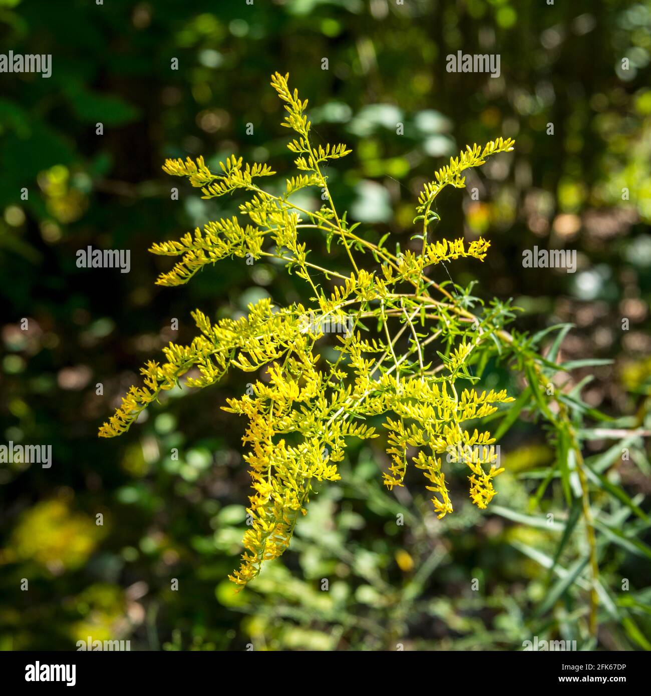 Georgia sulla mia mente - goldenrod Foto Stock