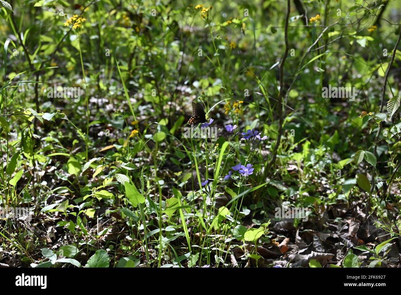 Rosso punteggiato blu Foto Stock