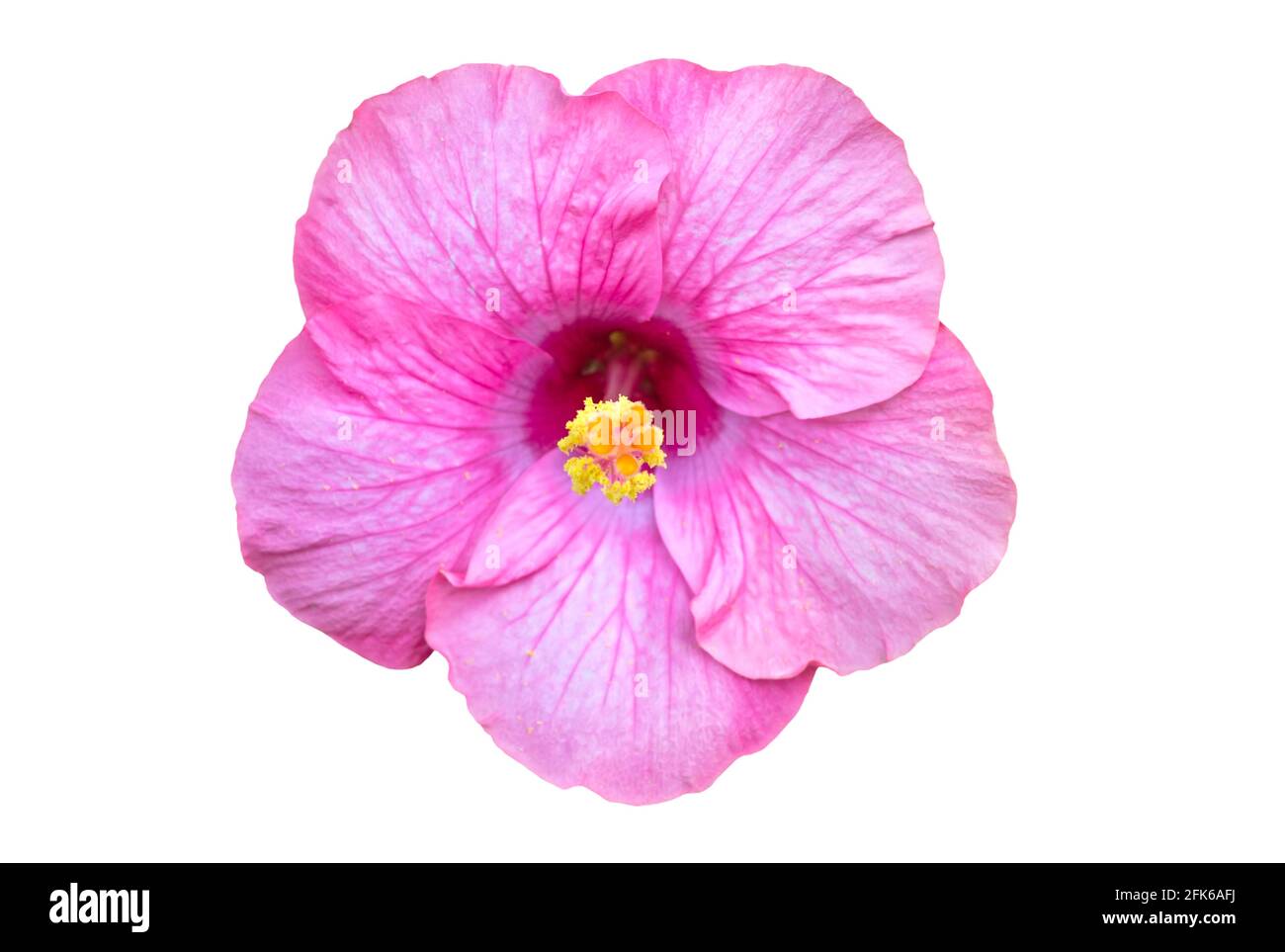 Macro del fiore rosa della Cina (hibiscus cinese, Hibiscus rosa-sinensis , hibiscus hawaiano , fiore della scarpa ) sulla luce naturale Foto Stock