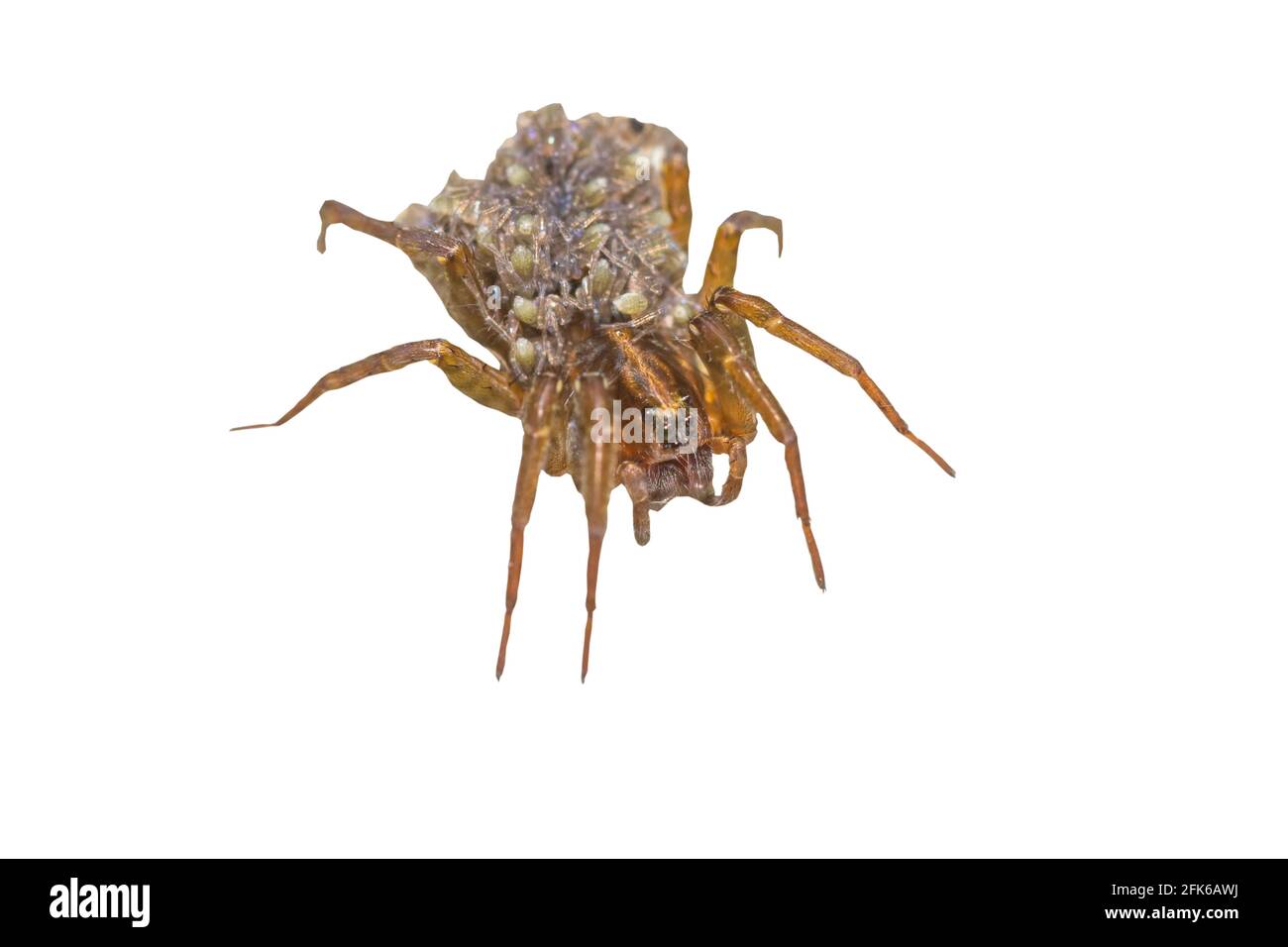 Femmina lupo-ragno, Trochosa con ragni bambino sulla schiena, macro foto su sfondo bianco, fuoco selettivo.salvato con tracciato di ritaglio. Foto Stock