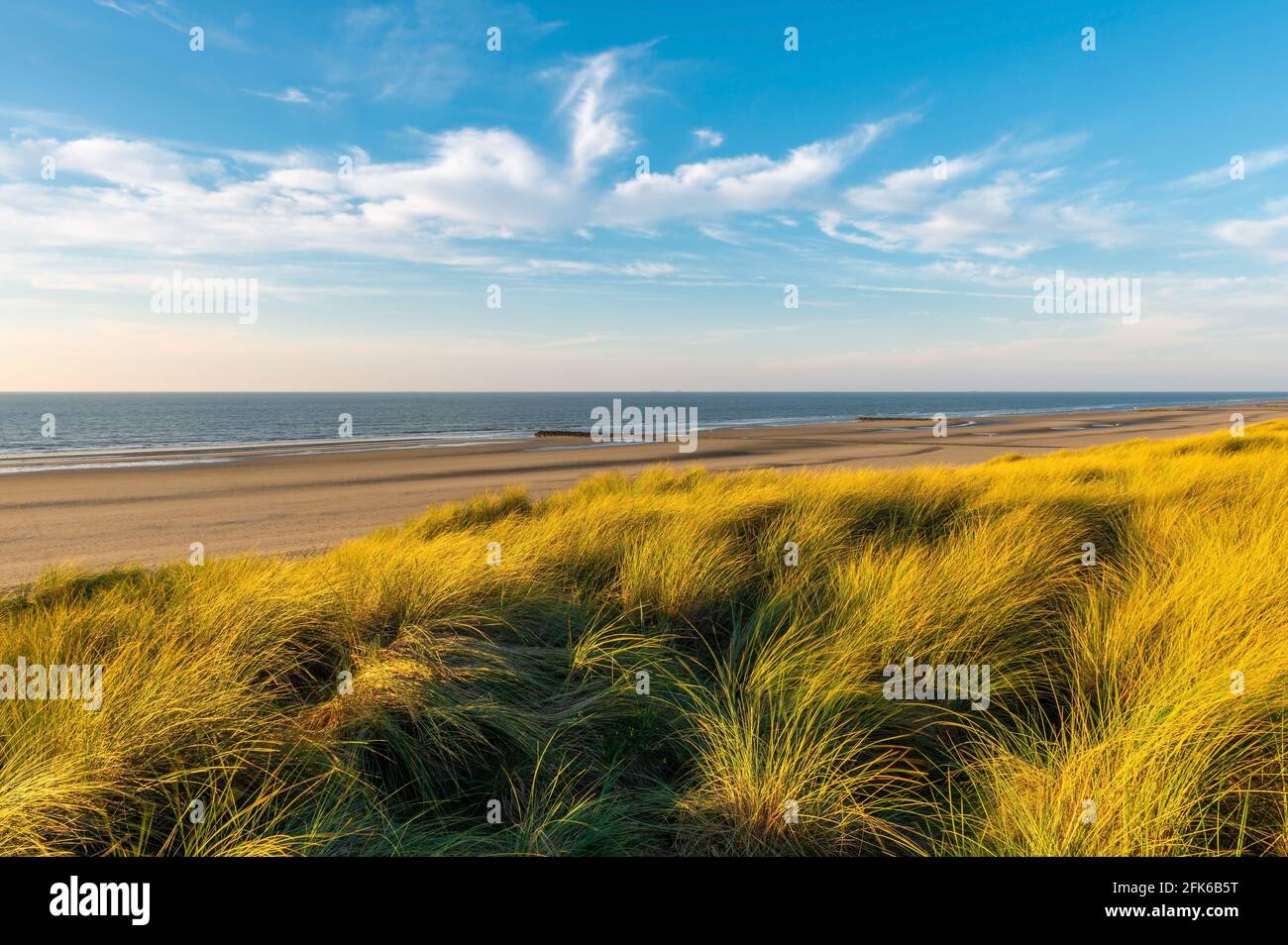 Vento che soffia attraverso le erbe delle dune nelle dune di sabbia della spiaggia di Ostenda (Ostenda) al tramonto, Mare del Nord, Belgio. Foto Stock