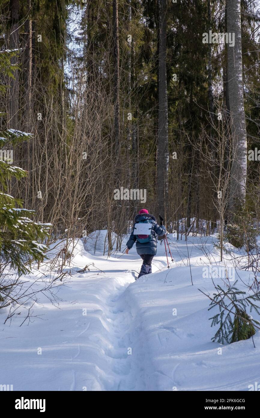 Una donna turistica con bastoni nordici in una foresta di neve d'inverno in una giornata di sole, la Russia. Foto Stock