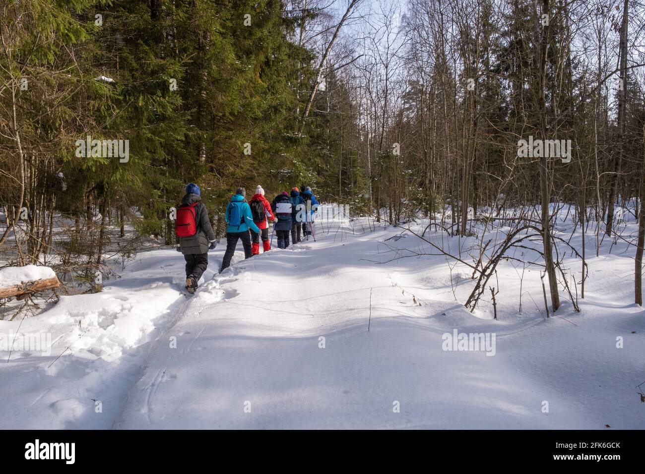 Gruppo di turisti in una foresta di neve invernale in una giornata di sole, la Russia. Foto Stock