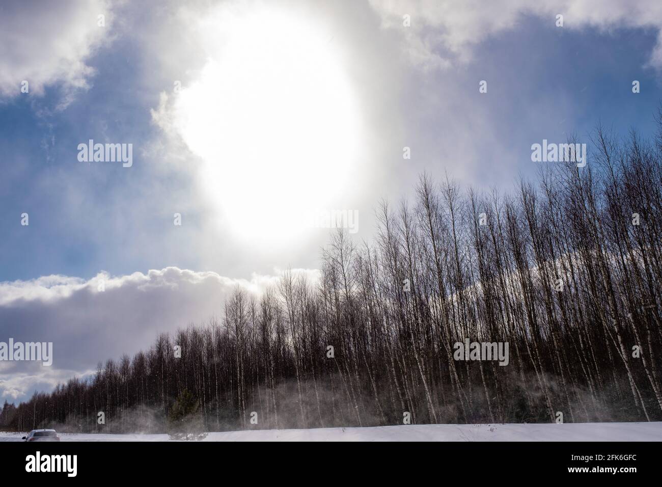 Disco luminoso del sole su una giovane foresta di betulla in una giornata invernale, la Russia. Foto Stock