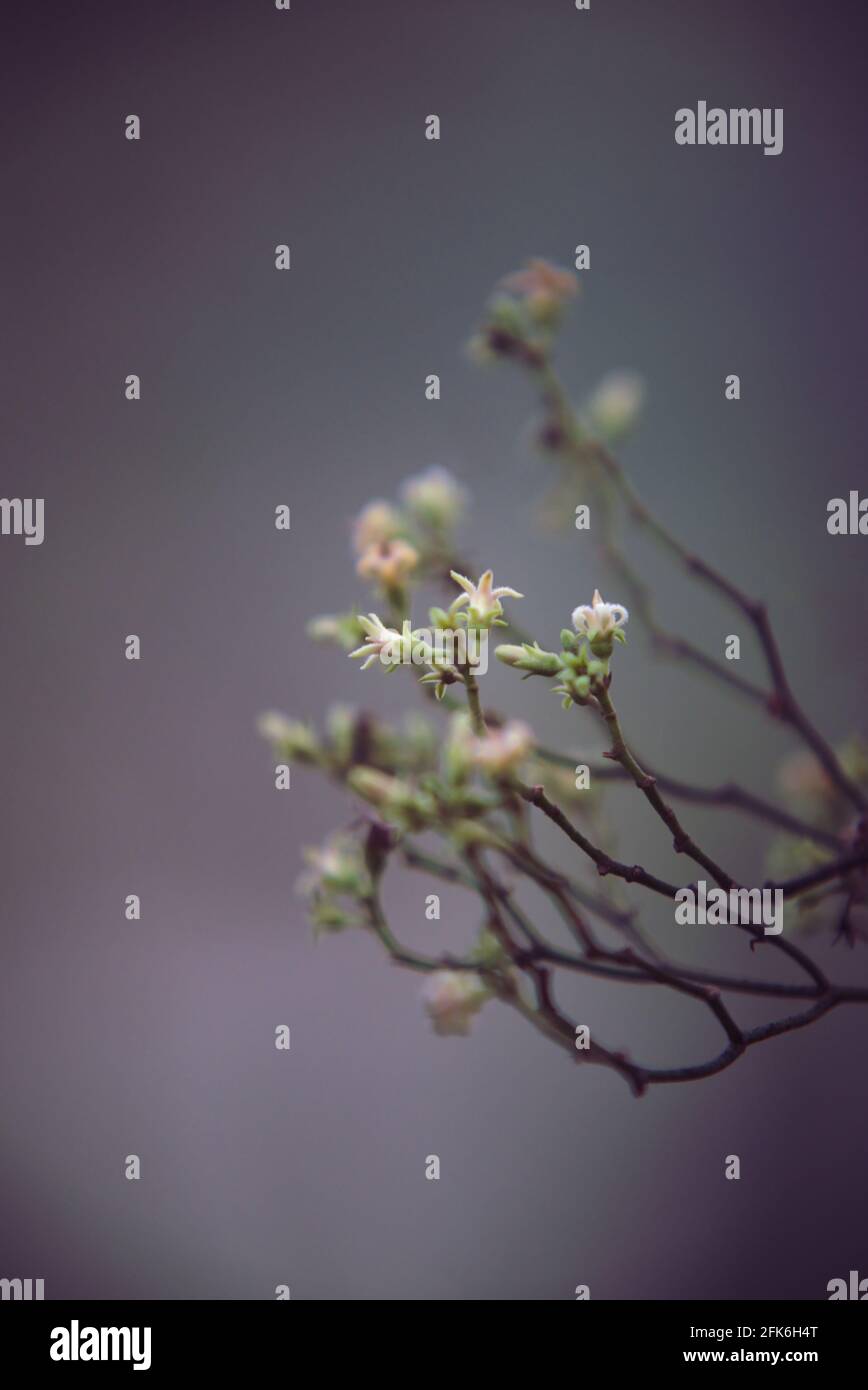 Fiori minuscoli alle estremità dei rami Foto Stock