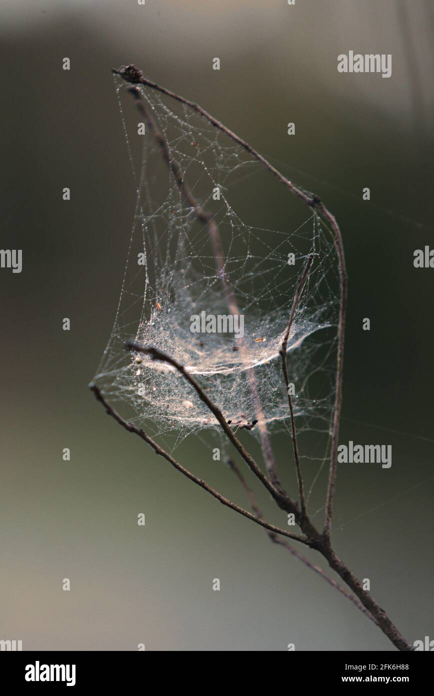 Ragnatela in un piccolo ramo di albero dall'acqua Foto Stock