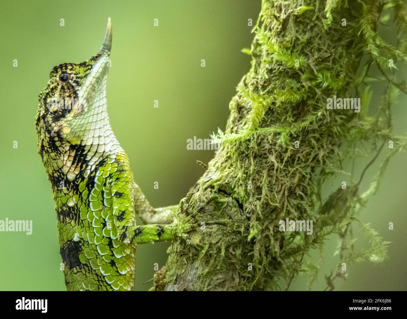 Sri Lanka bellezza Foto Stock