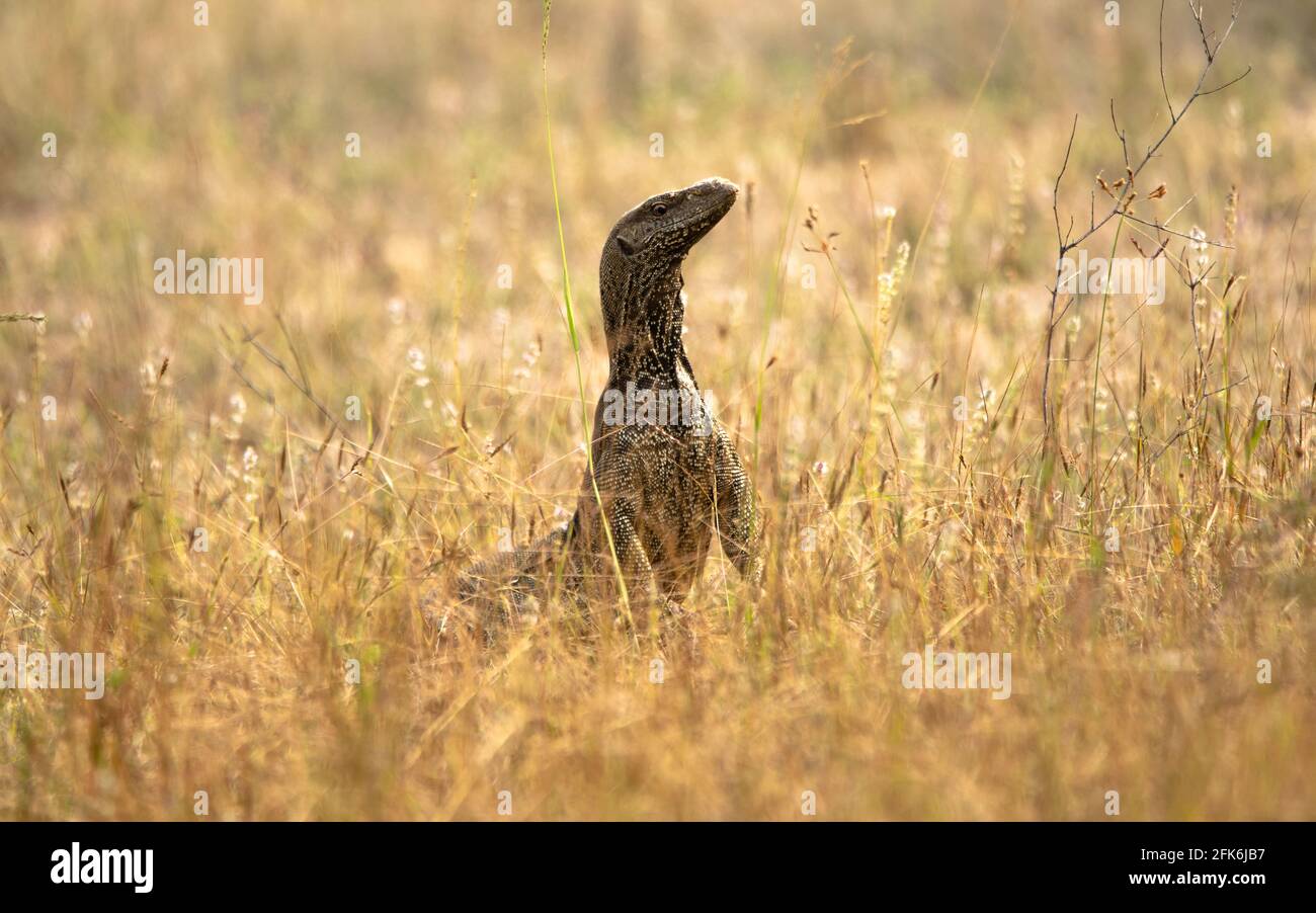 Sri Lanka bellezza Foto Stock