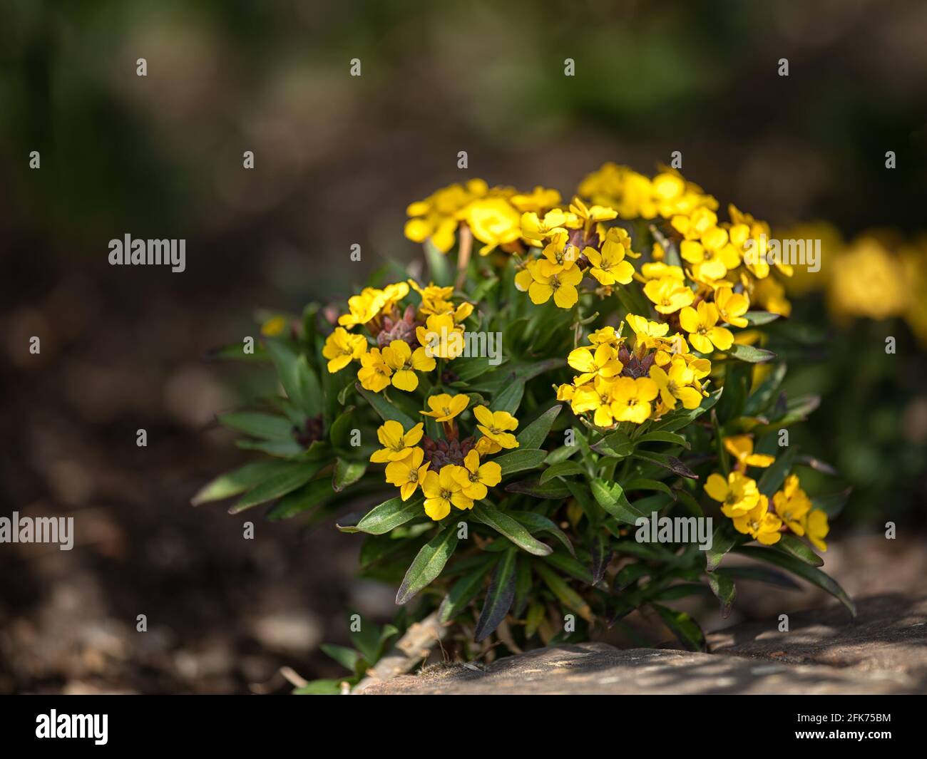 Closeup di falciatrici di fiori d'oro Erysimum cheiri 'polvere d'oro' in Primavera nel Regno Unito Foto Stock