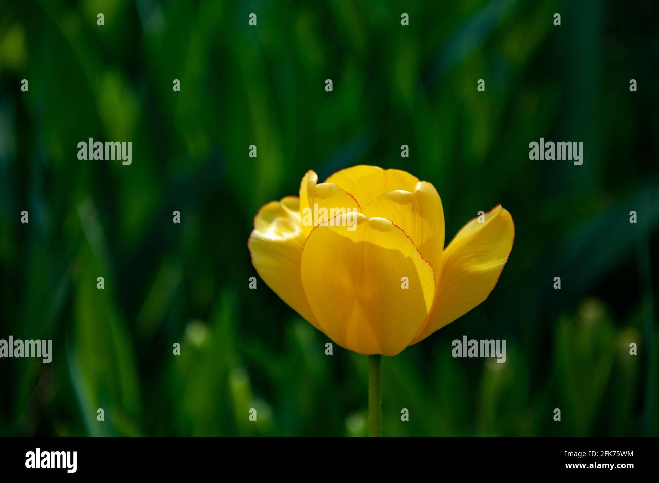 Bel fiore giallo tulipano selvaggio nel giardino. Fiori primaverili. Sfondo floreale Foto Stock