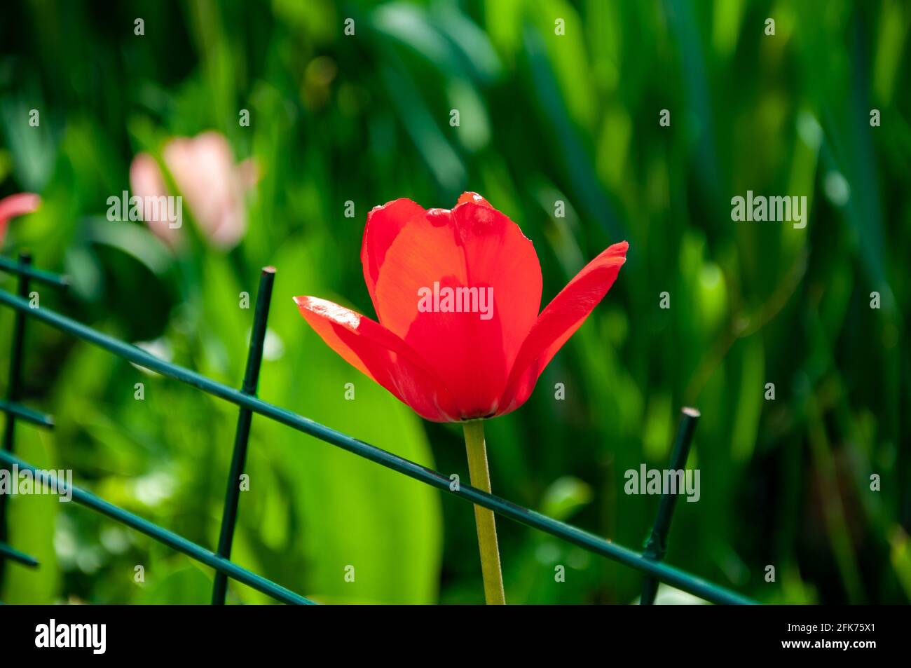 Bel fiore giallo tulipano selvaggio nel giardino. Fiori primaverili. Sfondo floreale Foto Stock