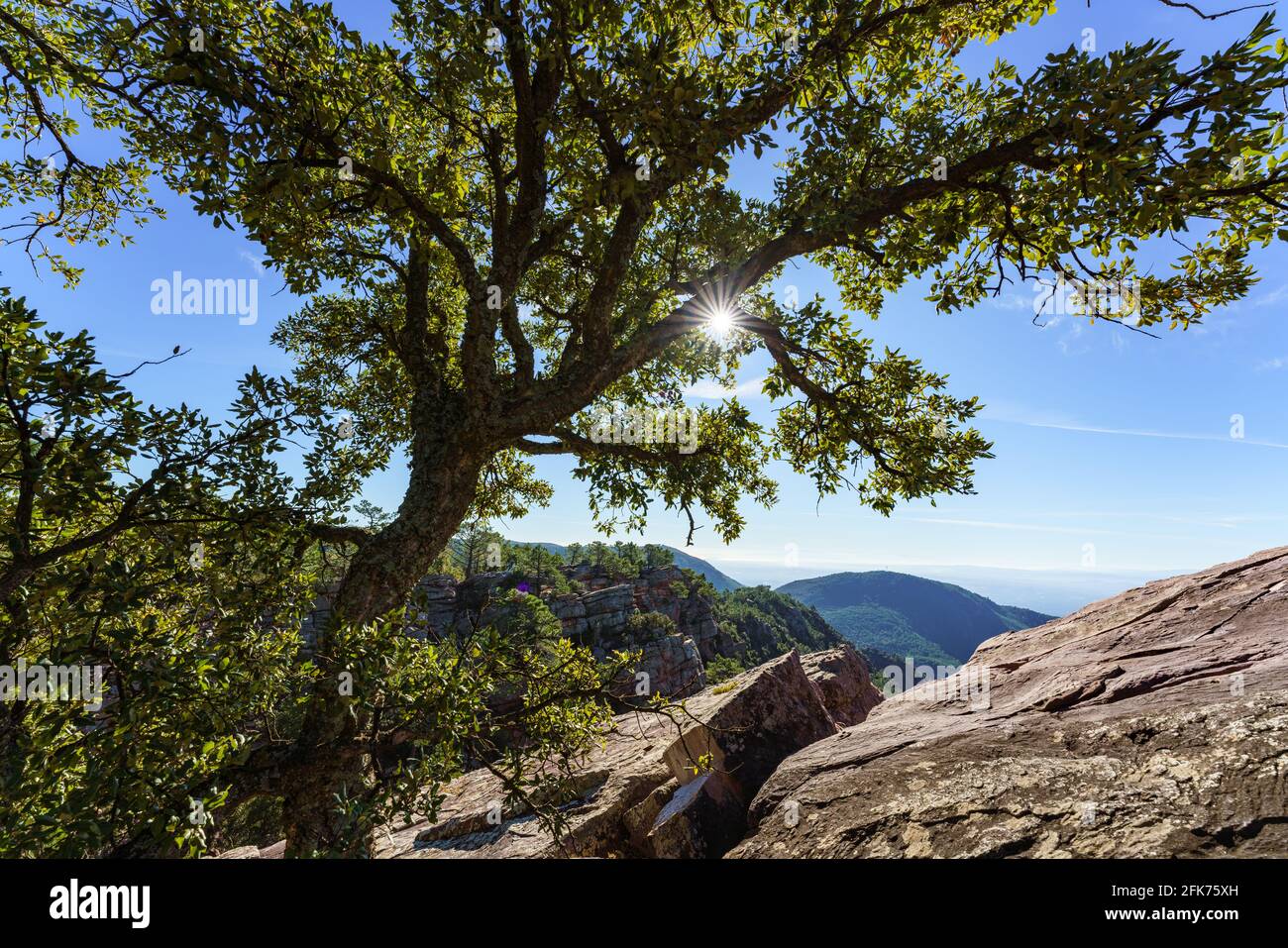 Bella e sana foresta di querce da sughero in Spagna Foto Stock