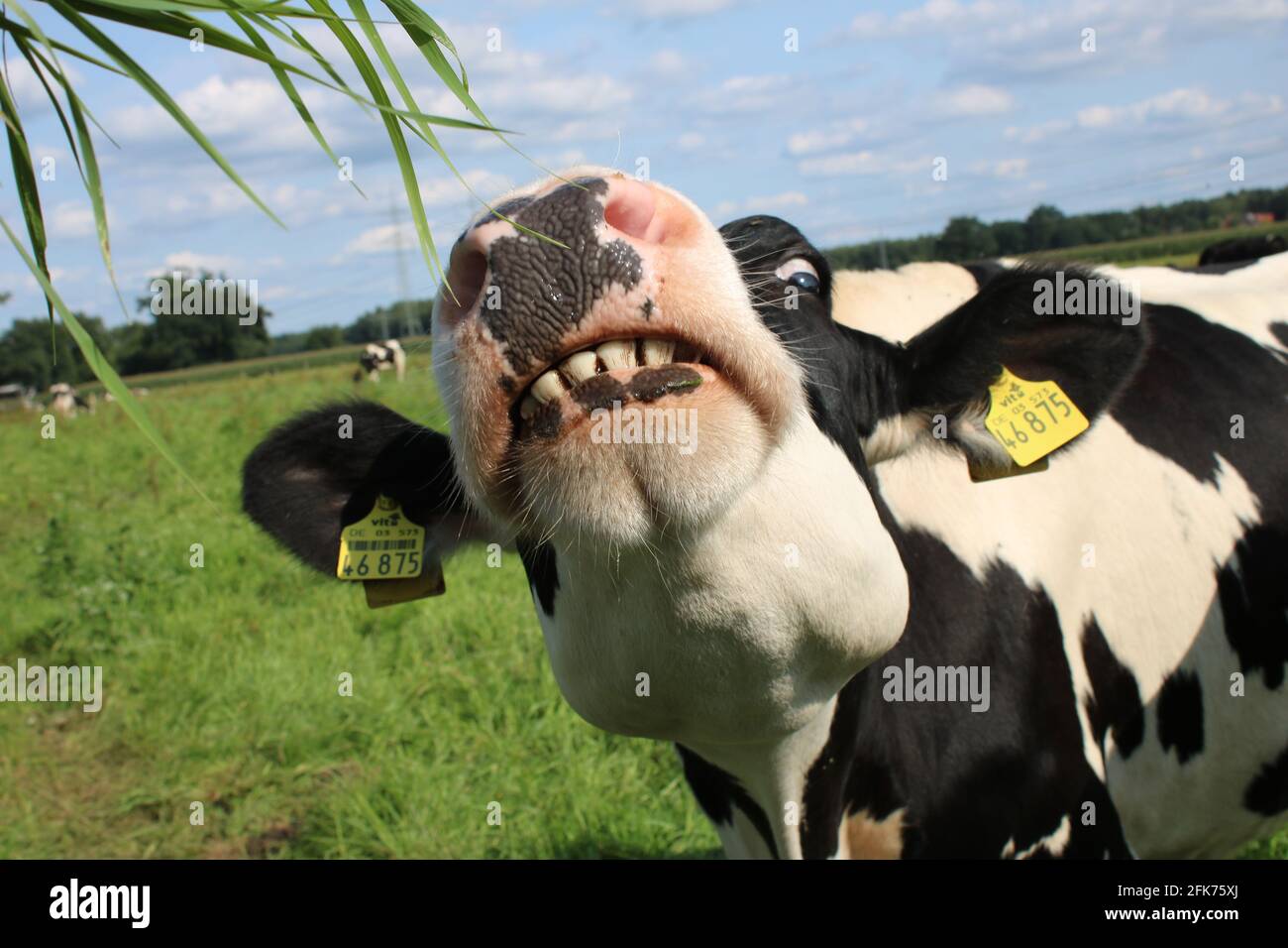 La mucca affamata ti sta guardando; lustige Kuh möchte noch mehr Gras. Foto Stock