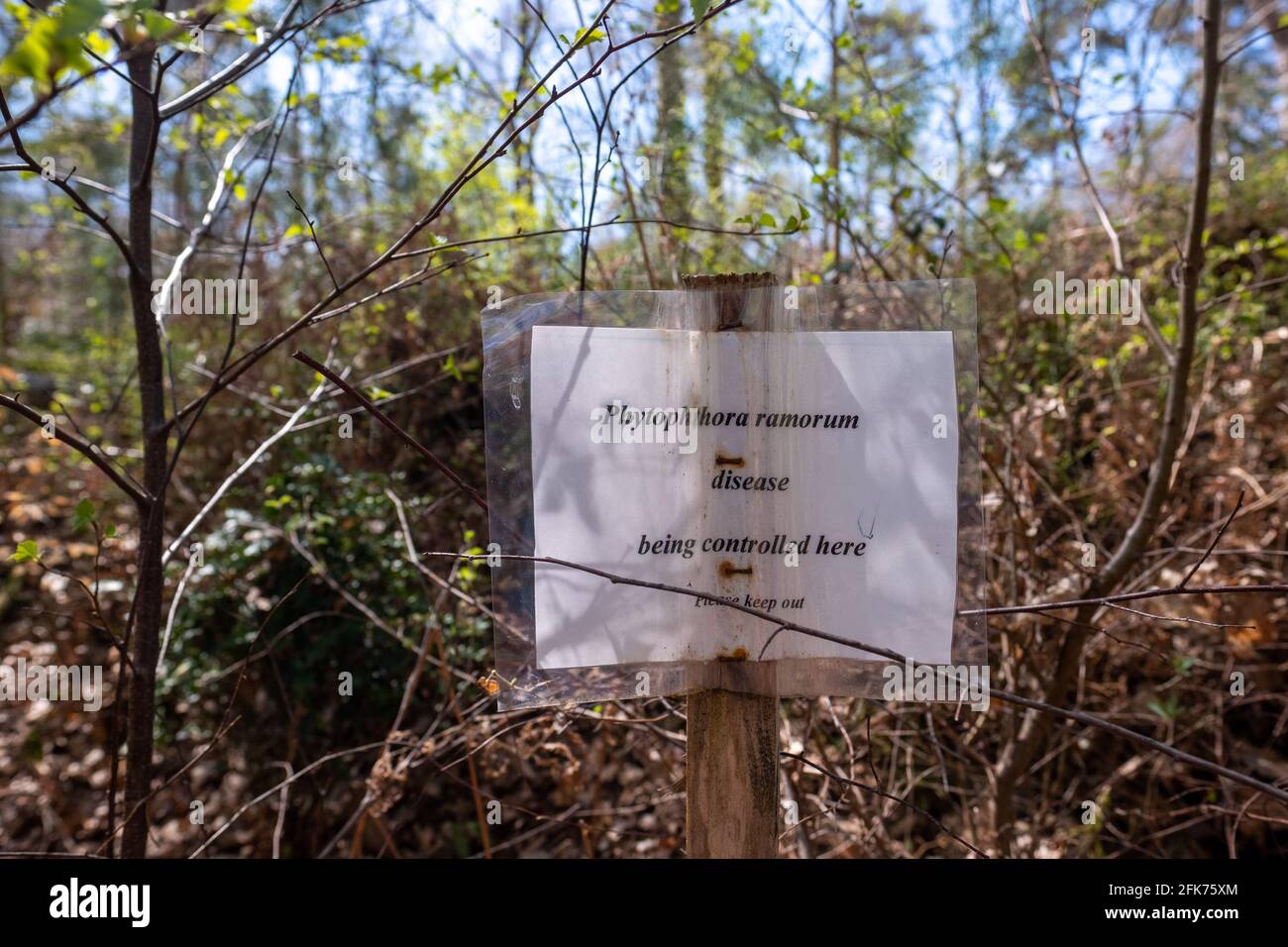 Surrey UK- Aprile 2021: Phytophthora ramorum segno di controllo della malattia in Surrey Hills Woodland Foto Stock