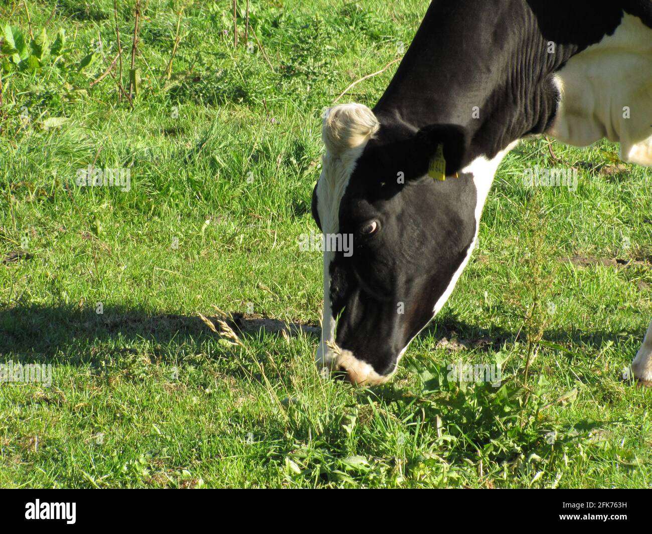 Mucca mangia erba, Kuh auf der grünen Wiese Foto Stock