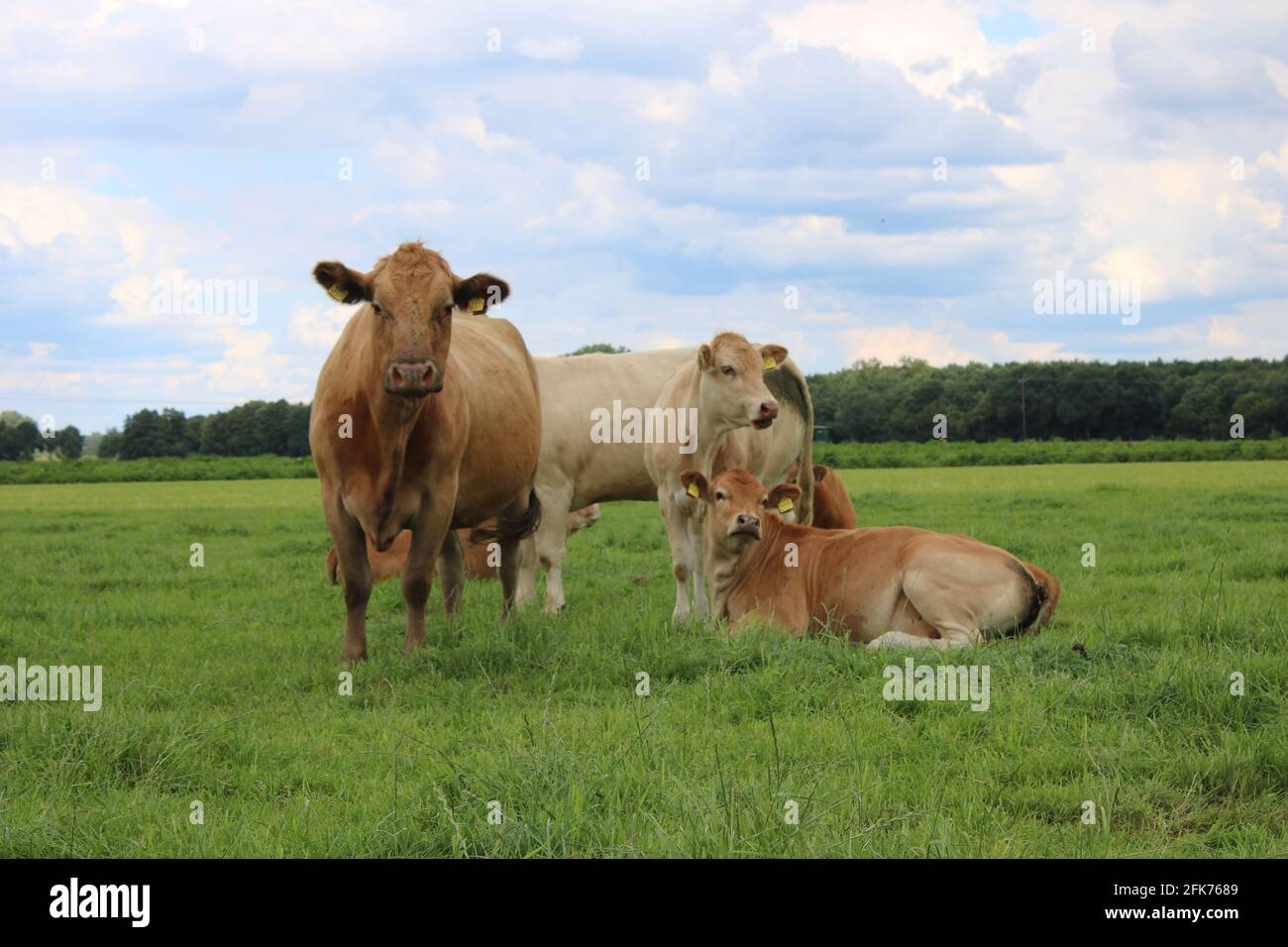 Kühe im Emsland auf einer Weide bei Meppen Foto Stock