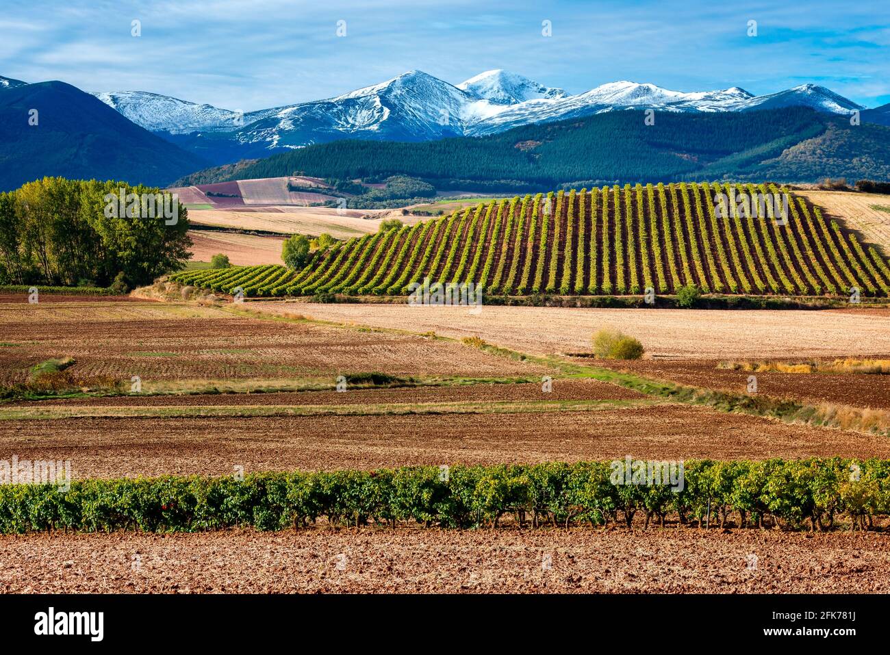 Vigneti con la montagna di San Lorenzo come sfondo, la Rioja, Spagna Foto Stock