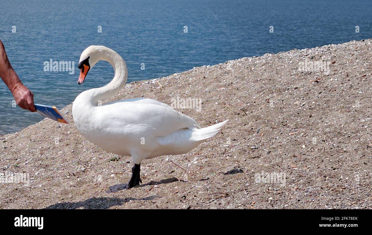 Un cigno carino impara a leggere da un uomo. Lago di Como, Italia Foto Stock