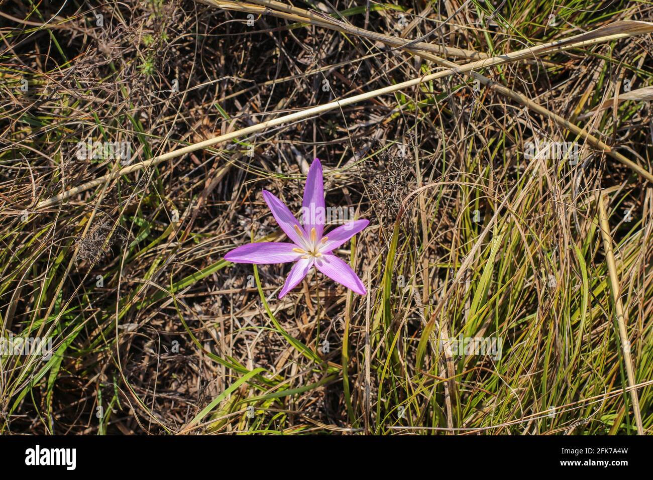 Fiori rosa pallido di zafferano di sabbia (nome latino Colchicum arenarium) In Deliblato Sands (Delibatska pescara) in Vojvodina in Serbia Foto Stock