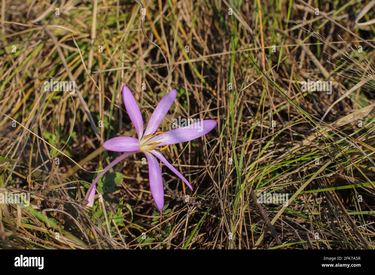 Fiori rosa pallido di zafferano di sabbia (nome latino Colchicum arenarium) In Deliblato Sands (Delibatska pescara) in Vojvodina in Serbia Foto Stock