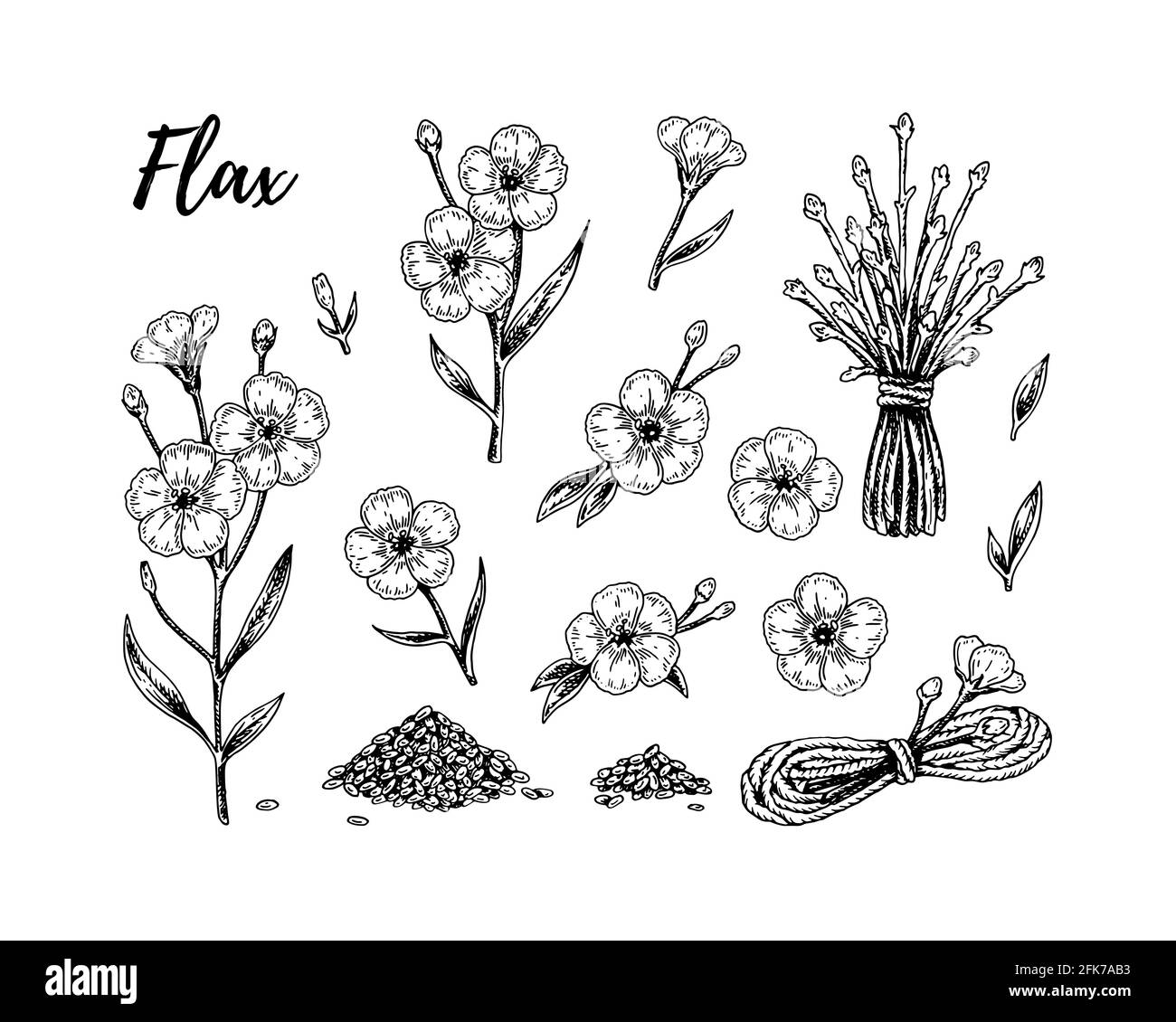 Set di fiori, rami e semi di lino disegnati a mano. Illustrazione vettoriale in stile di schizzo per semi di lino e confezionamento di olio Illustrazione Vettoriale