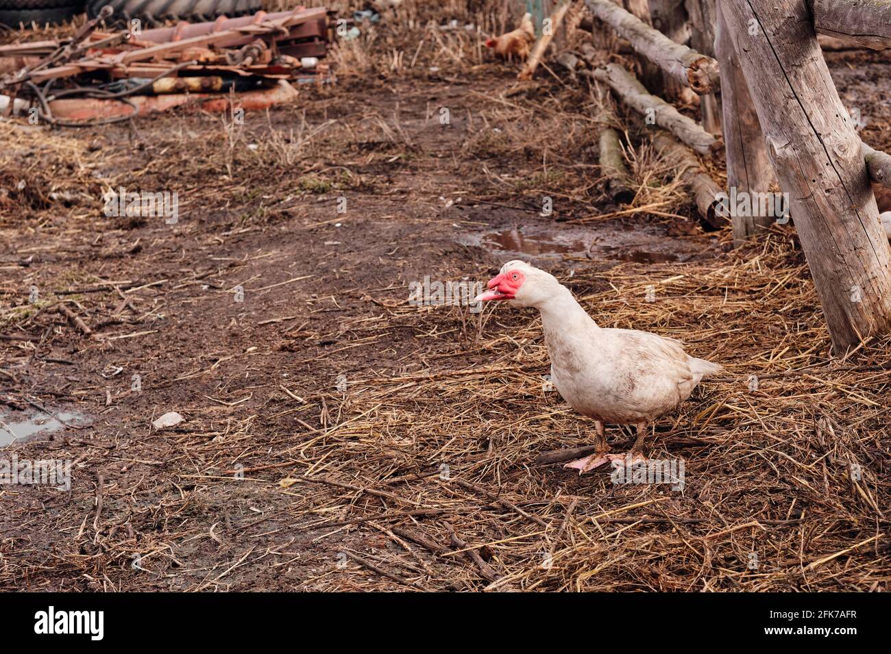 Il muschio di anatra. La manutenzione di muschiato anatre in una famiglia. Foto Stock