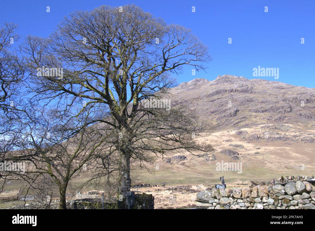 La collina chiamata 'Little Stand', albero in primo piano, dalla direzione di Cockley Beck, Duddon Valley, Lakes, Cumbria, Regno Unito. Foto Stock