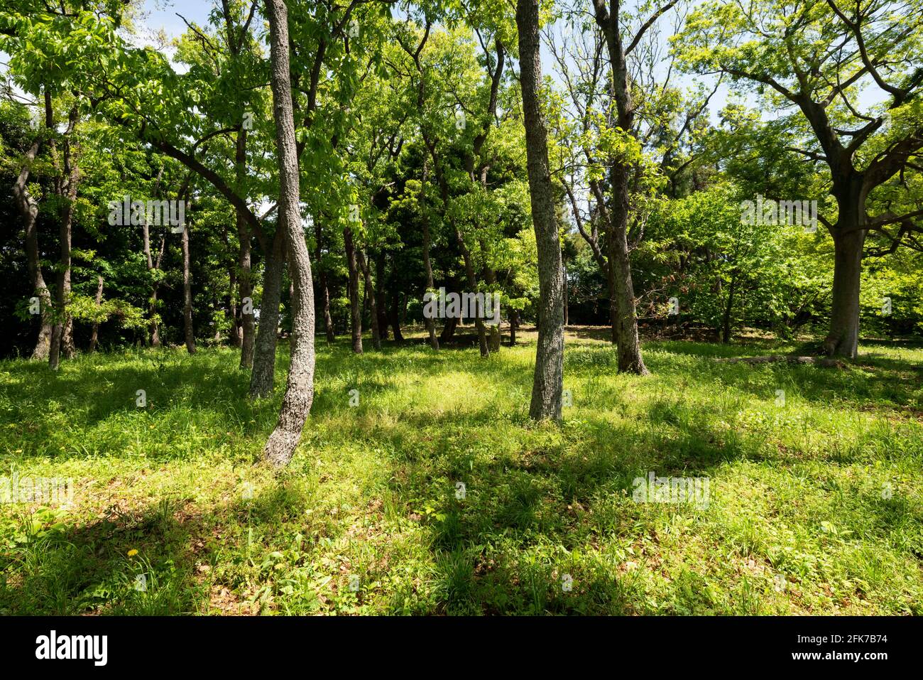 Area boscosa il 22 aprile 2021 (primavera), Isehara City, Prefettura di Kanagawa, Giappone Foto Stock