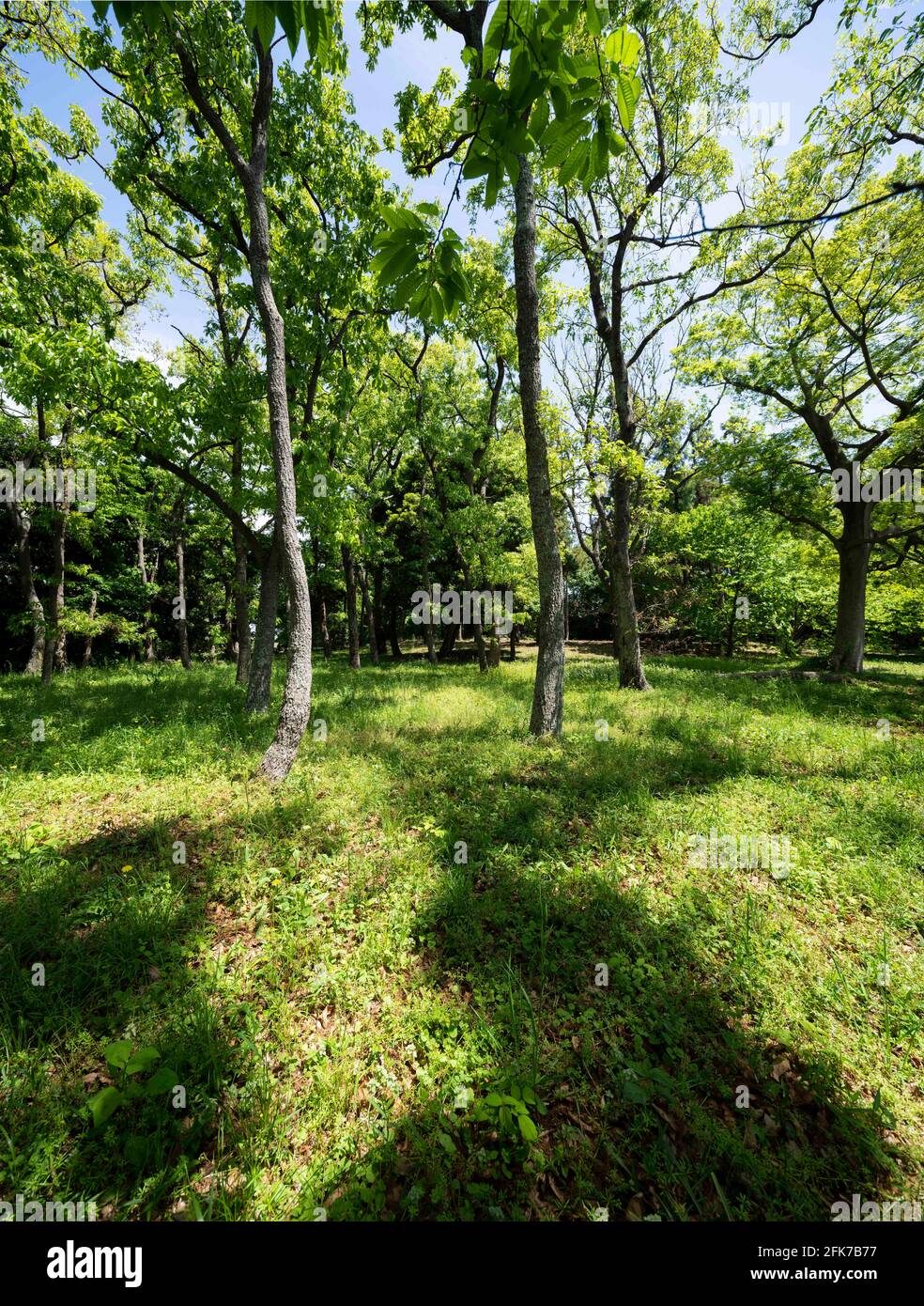 Area boscosa il 22 aprile 2021 (primavera), Isehara City, Prefettura di Kanagawa, Giappone Foto Stock