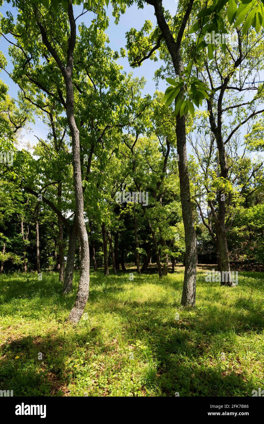 Area boscosa il 22 aprile 2021 (primavera), Isehara City, Prefettura di Kanagawa, Giappone Foto Stock