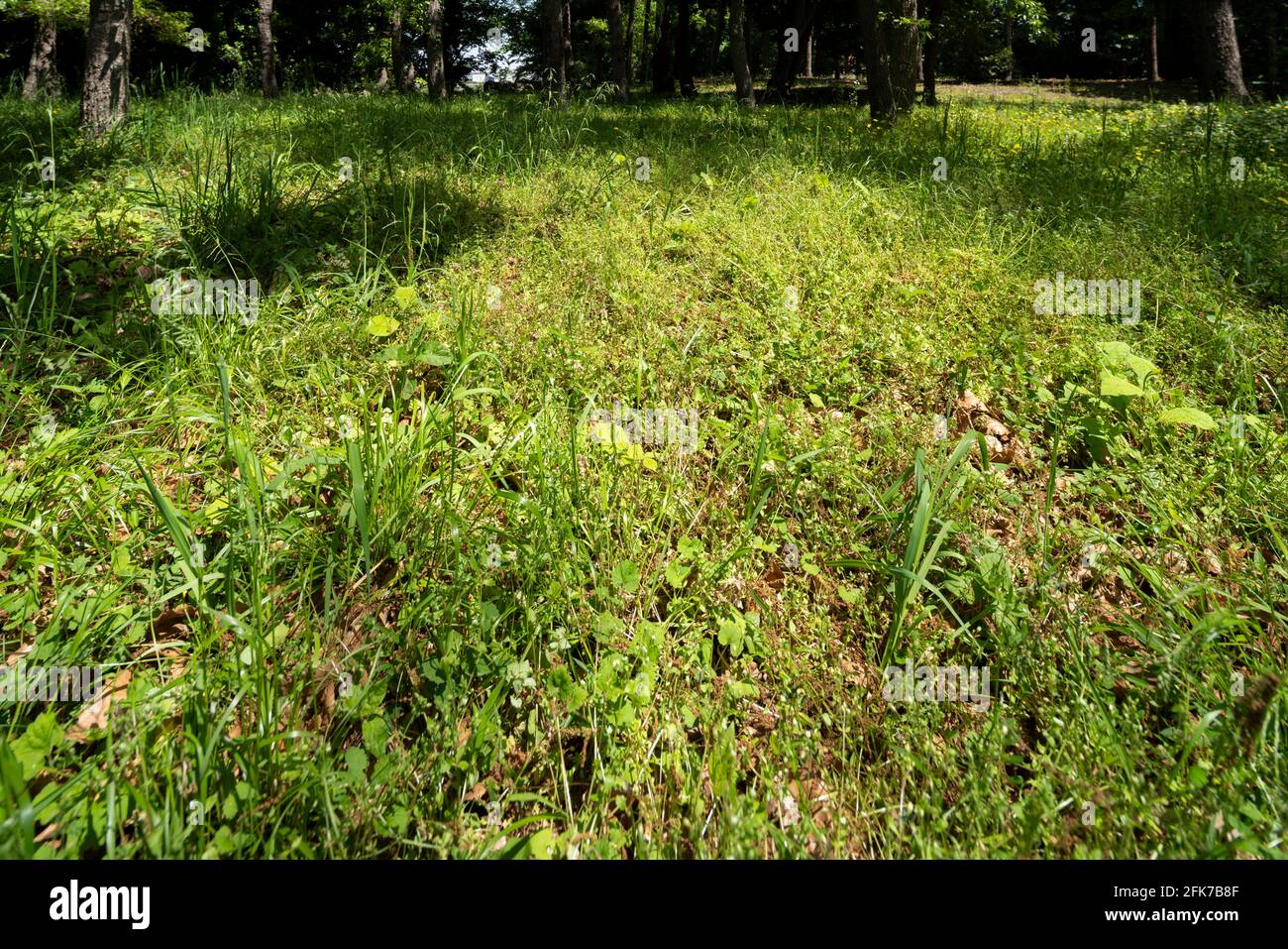Area boscosa il 22 aprile 2021 (primavera), Isehara City, Prefettura di Kanagawa, Giappone Foto Stock