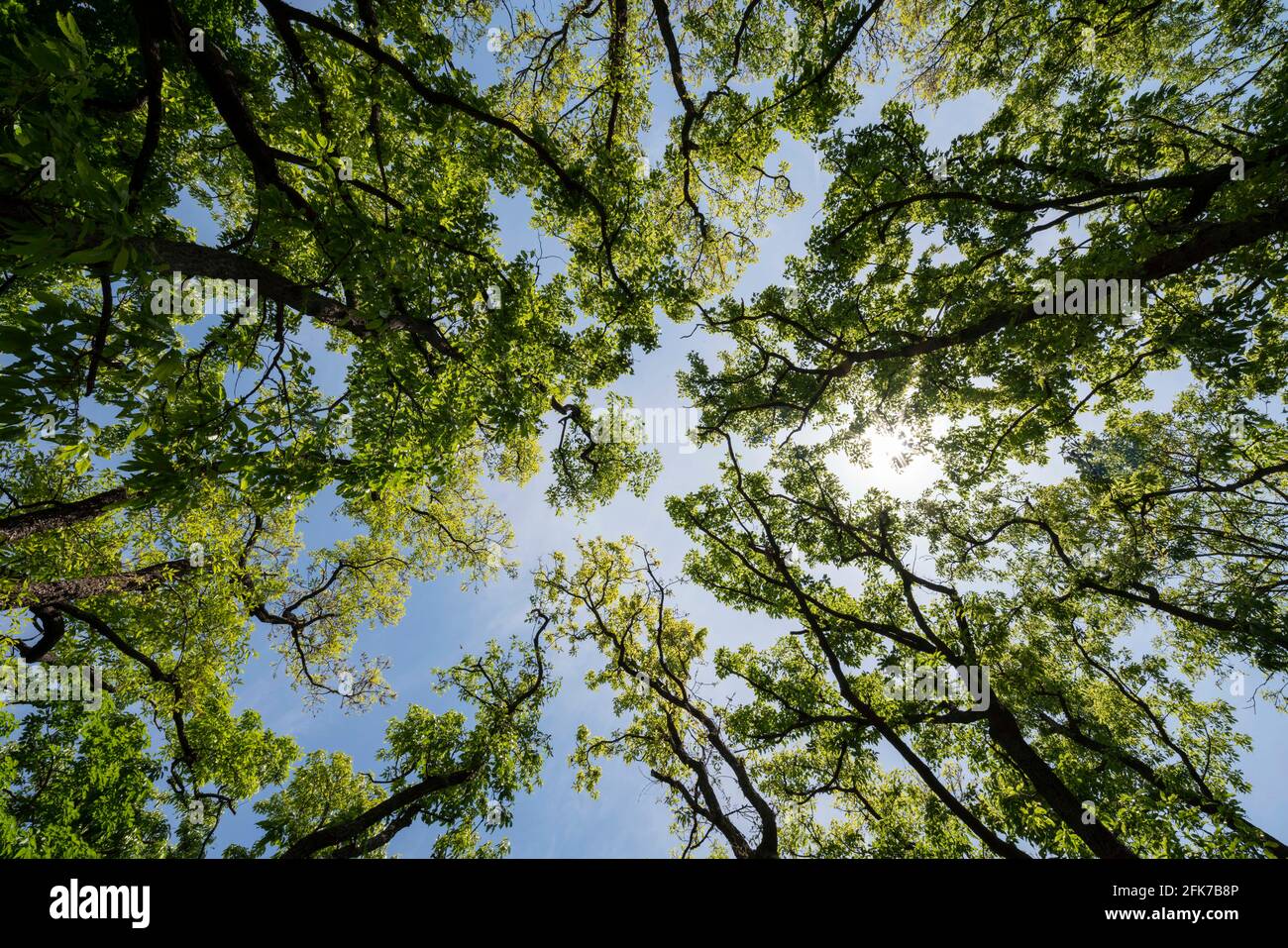 Area boscosa il 22 aprile 2021 (primavera), Isehara City, Prefettura di Kanagawa, Giappone Foto Stock