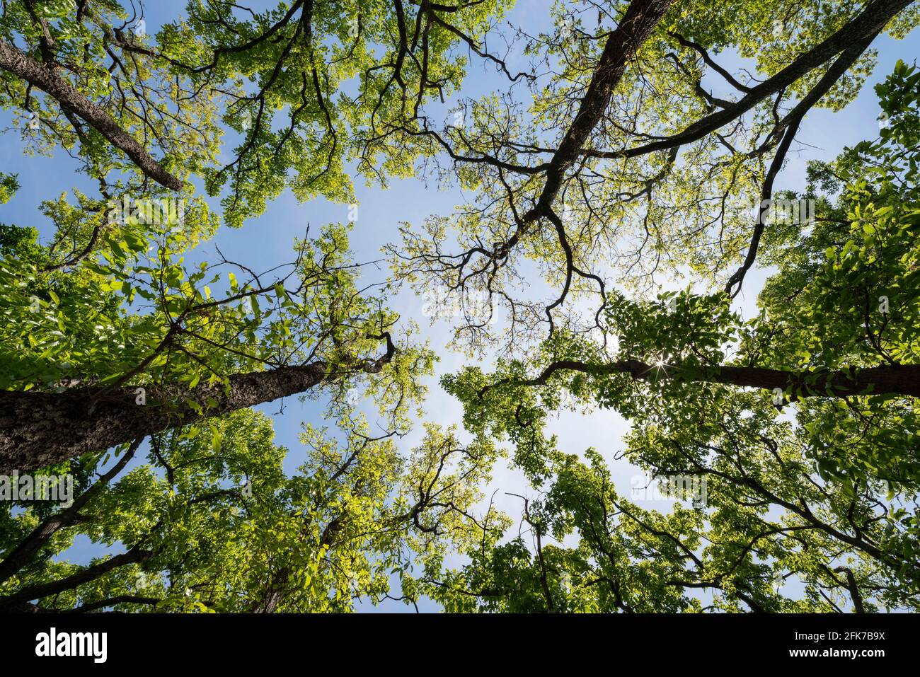 Area boscosa il 22 aprile 2021 (primavera), Isehara City, Prefettura di Kanagawa, Giappone Foto Stock