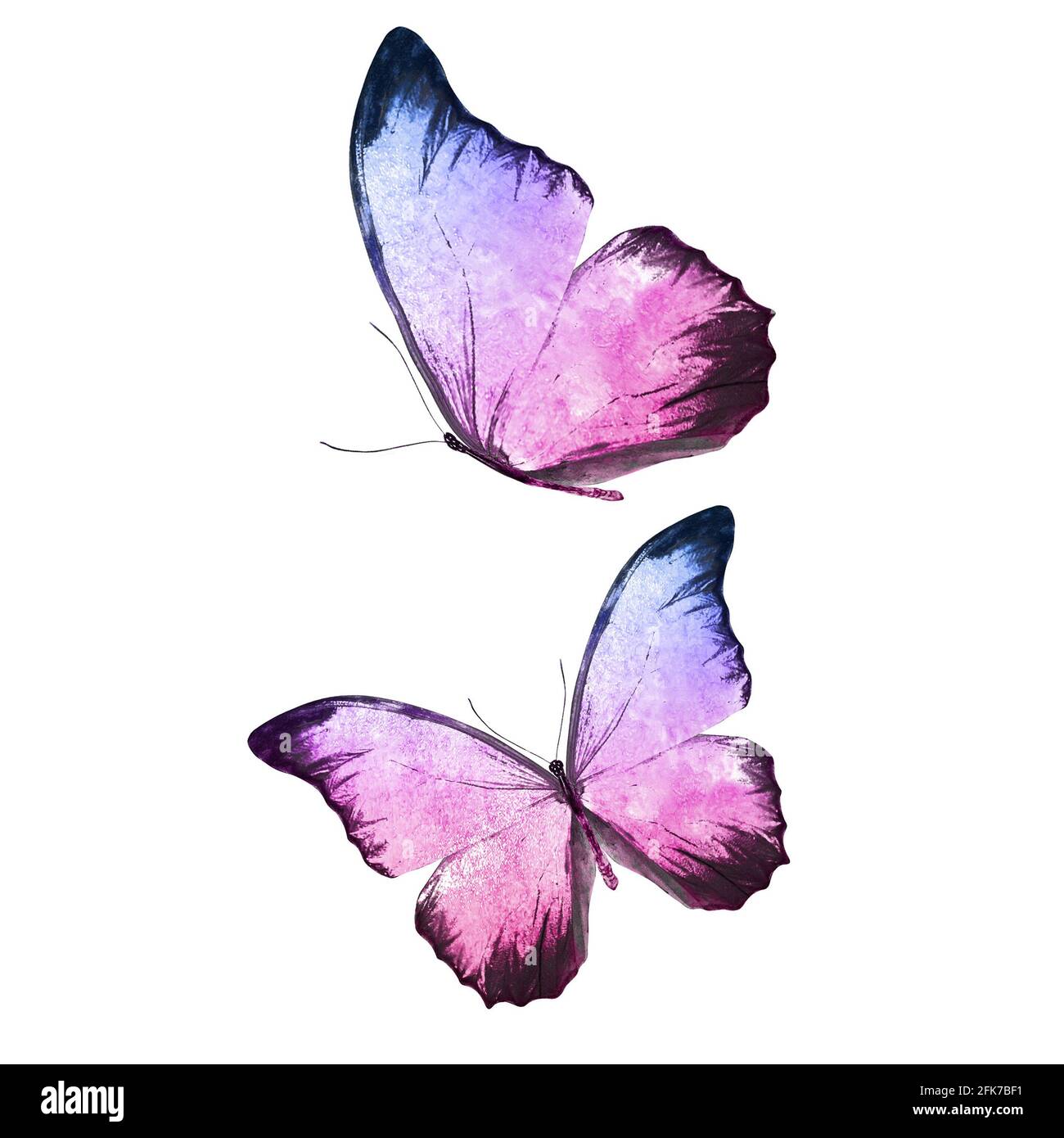 belle farfalle tropicali isolate su sfondo bianco. falene per design Foto Stock