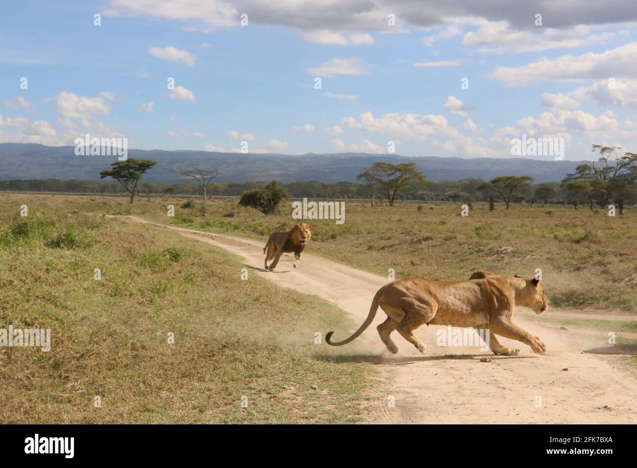 Leone maschile e leone femminile in un inseguimento, lago Nakuru National Park, Kenya Foto Stock