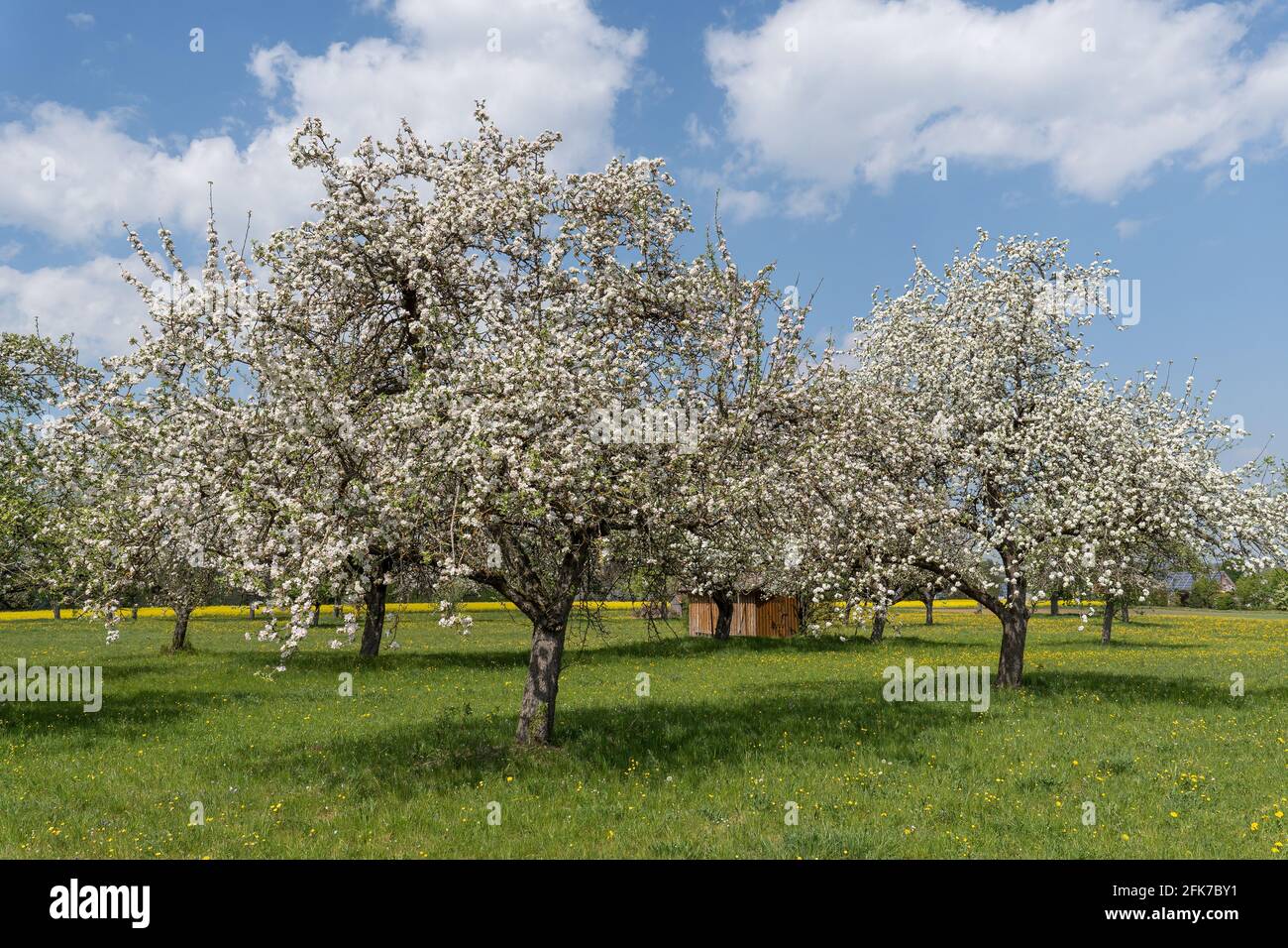 Due grandi alberi di pera in fiore in un frutteto idilliaco Foto Stock