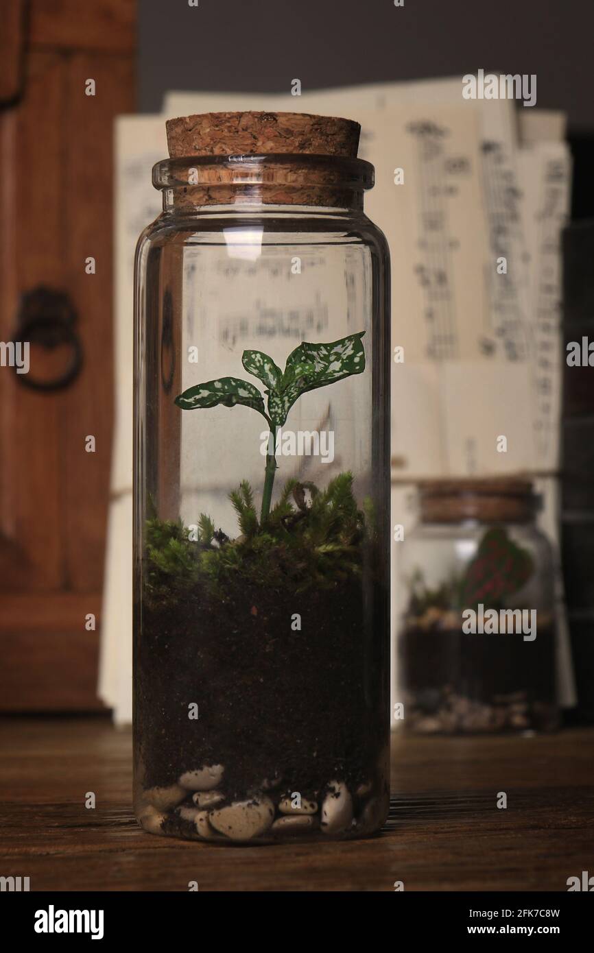 Mini vasetto di terrarium in vetro in un ambiente vintage. Foto Stock